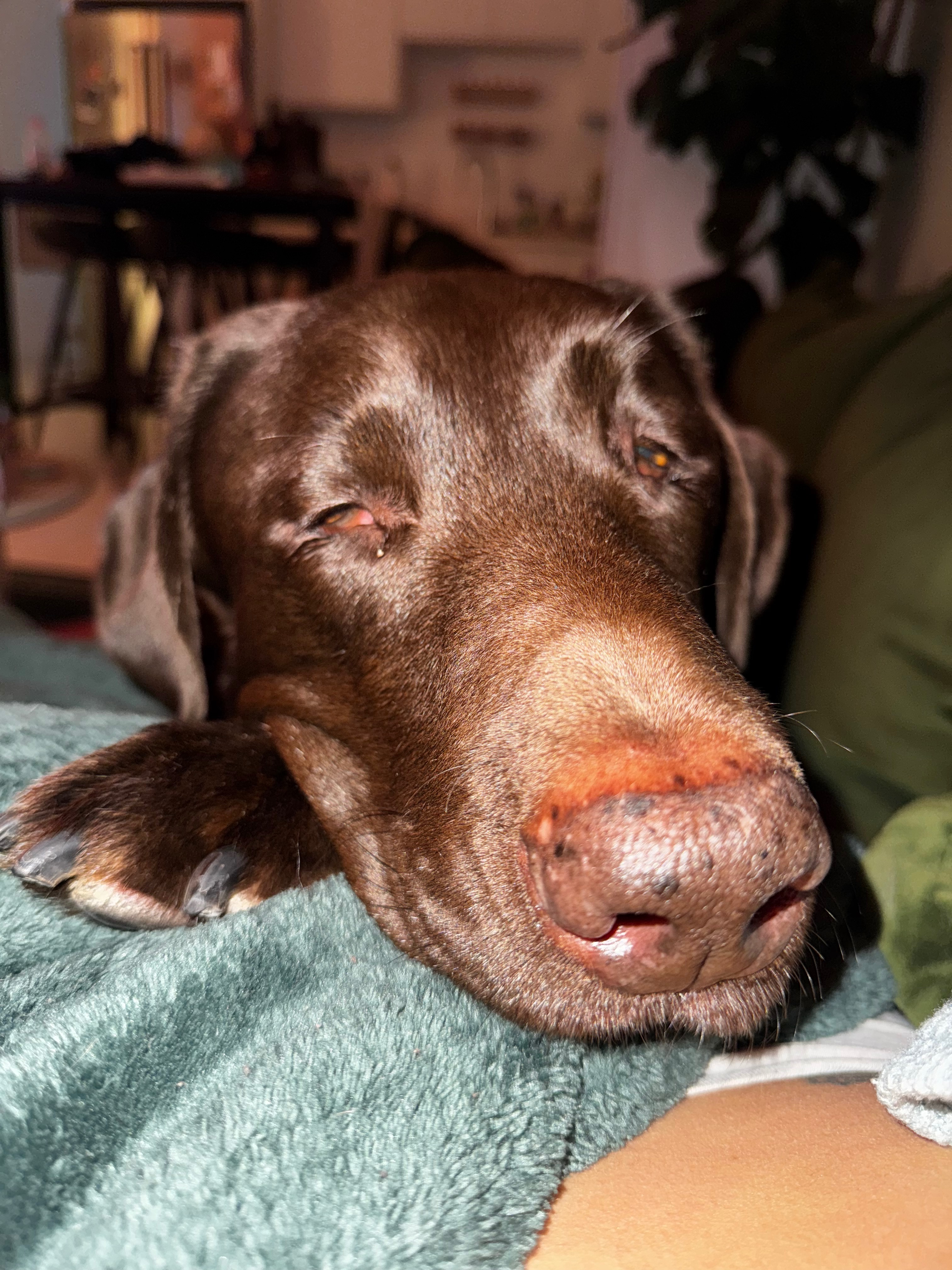 support for roscoe’s pancreatitis campaign photo, 5 of 7