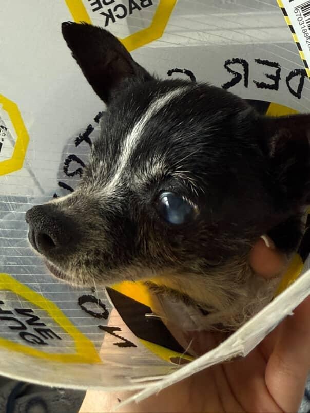 Help Nirvana our Dog campaign photo, 6 of 7