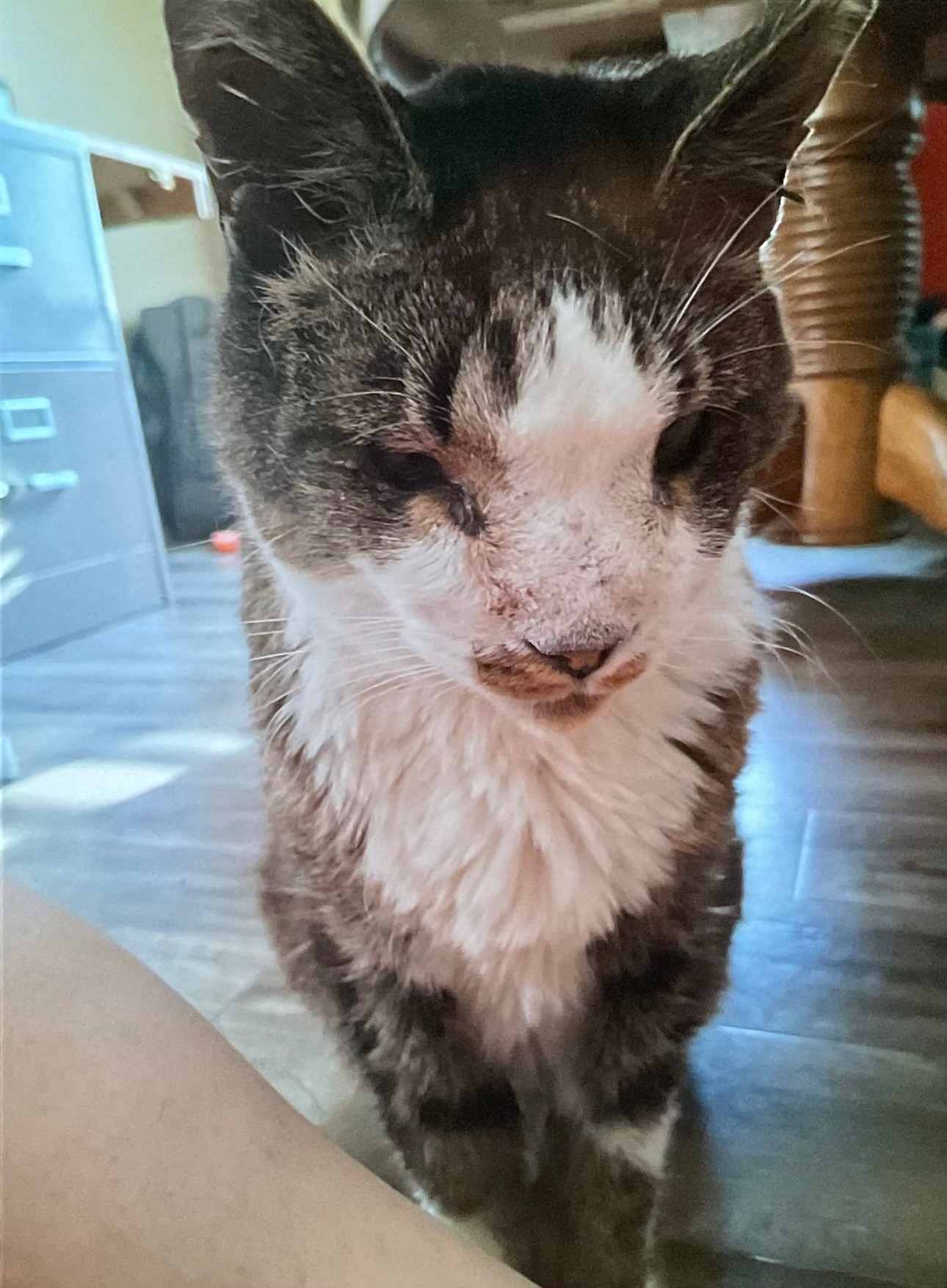 Please help me save my adopted cat Moose campaign photo, 5 of 6