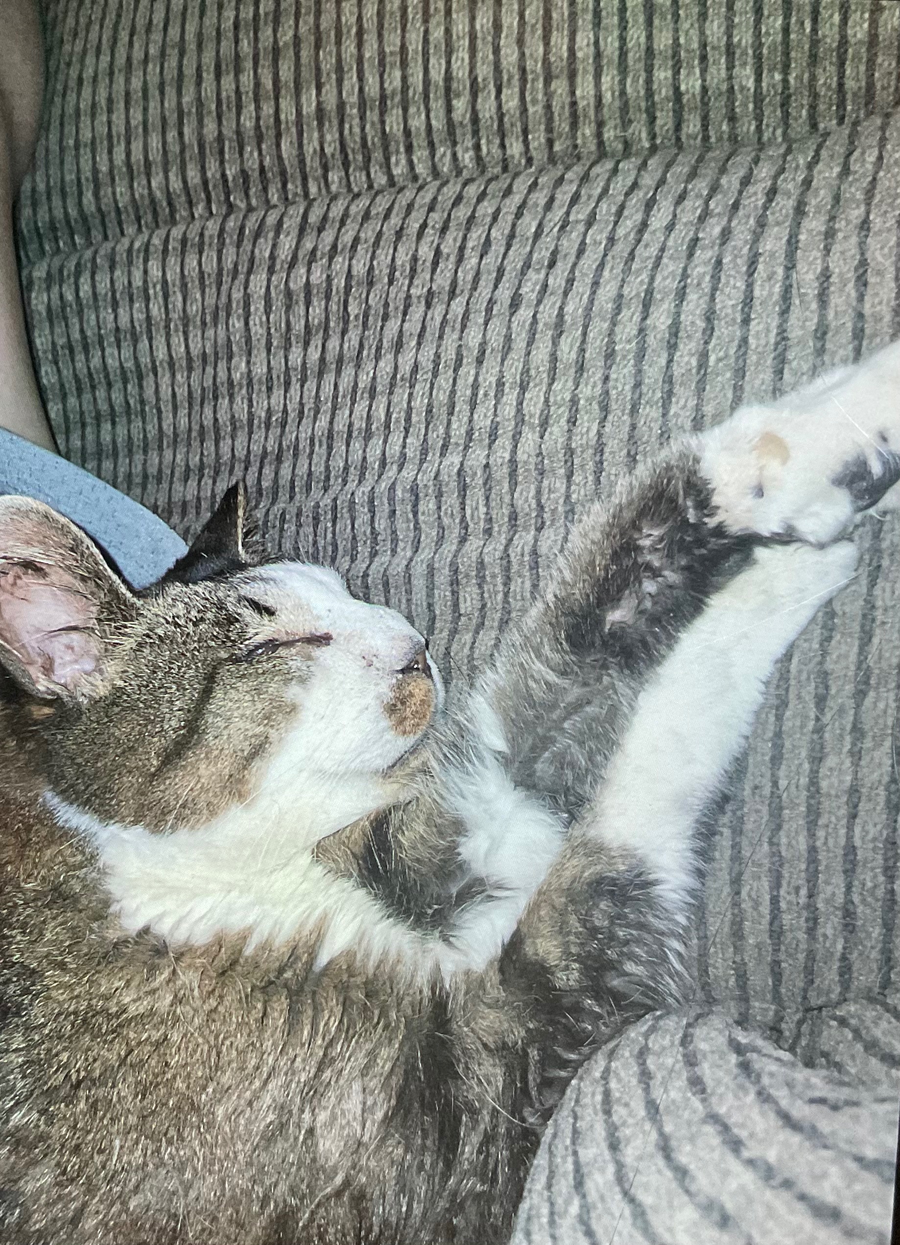 Please help me save my adopted cat Moose campaign photo, 2 of 6