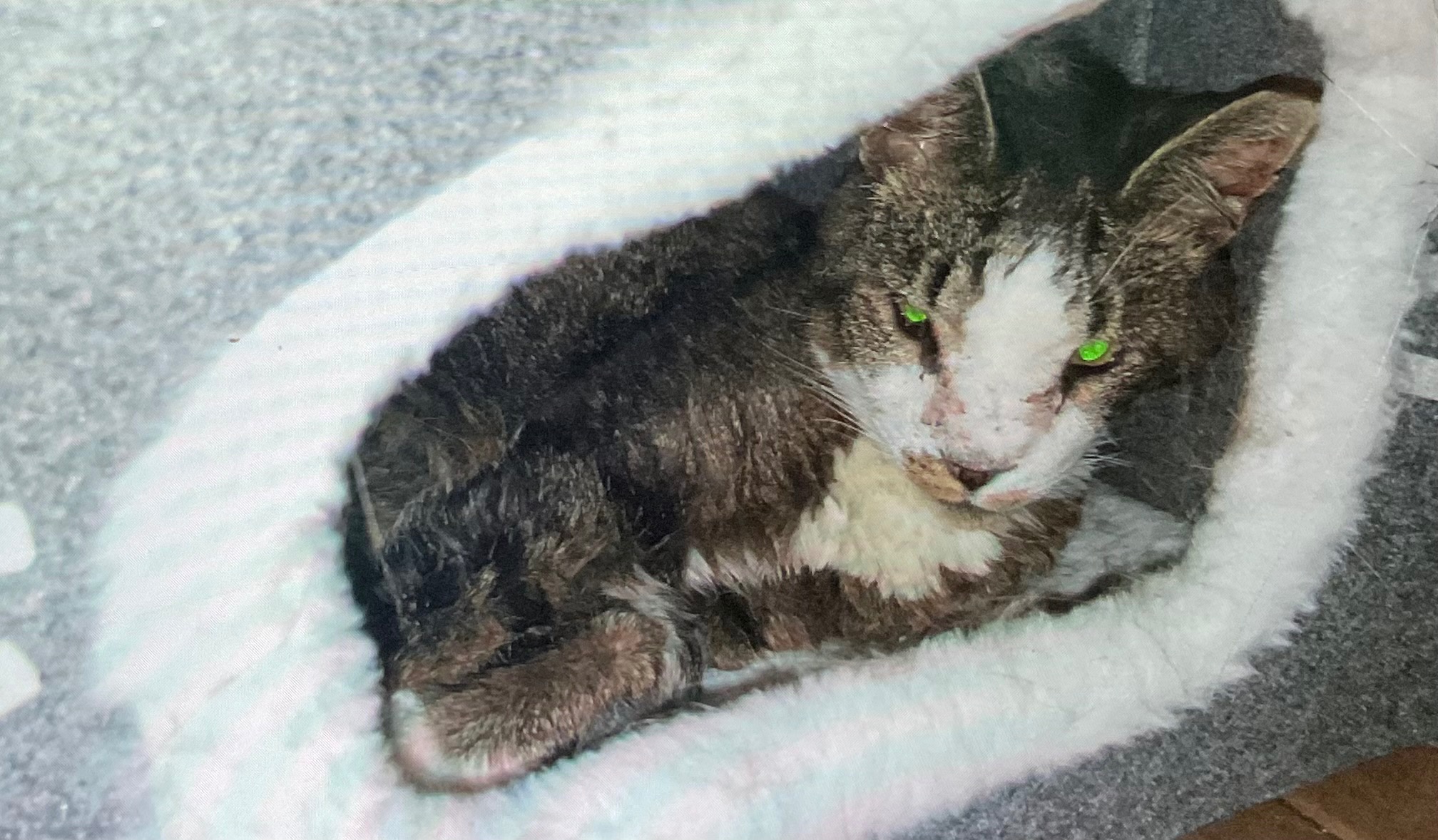 Please help me save my adopted cat Moose campaign photo, 4 of 6