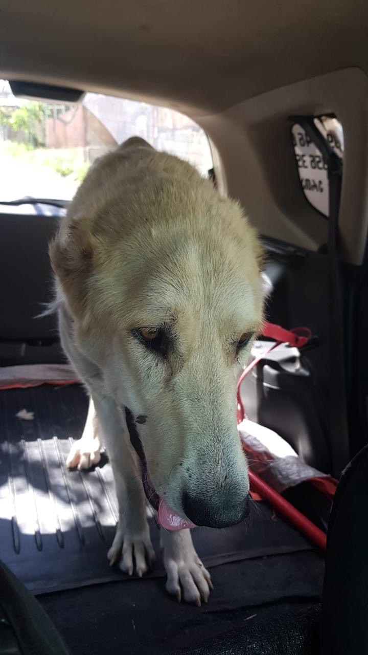 Help Daisy Find Her Forever Home in the USA campaign photo, 7 of 8