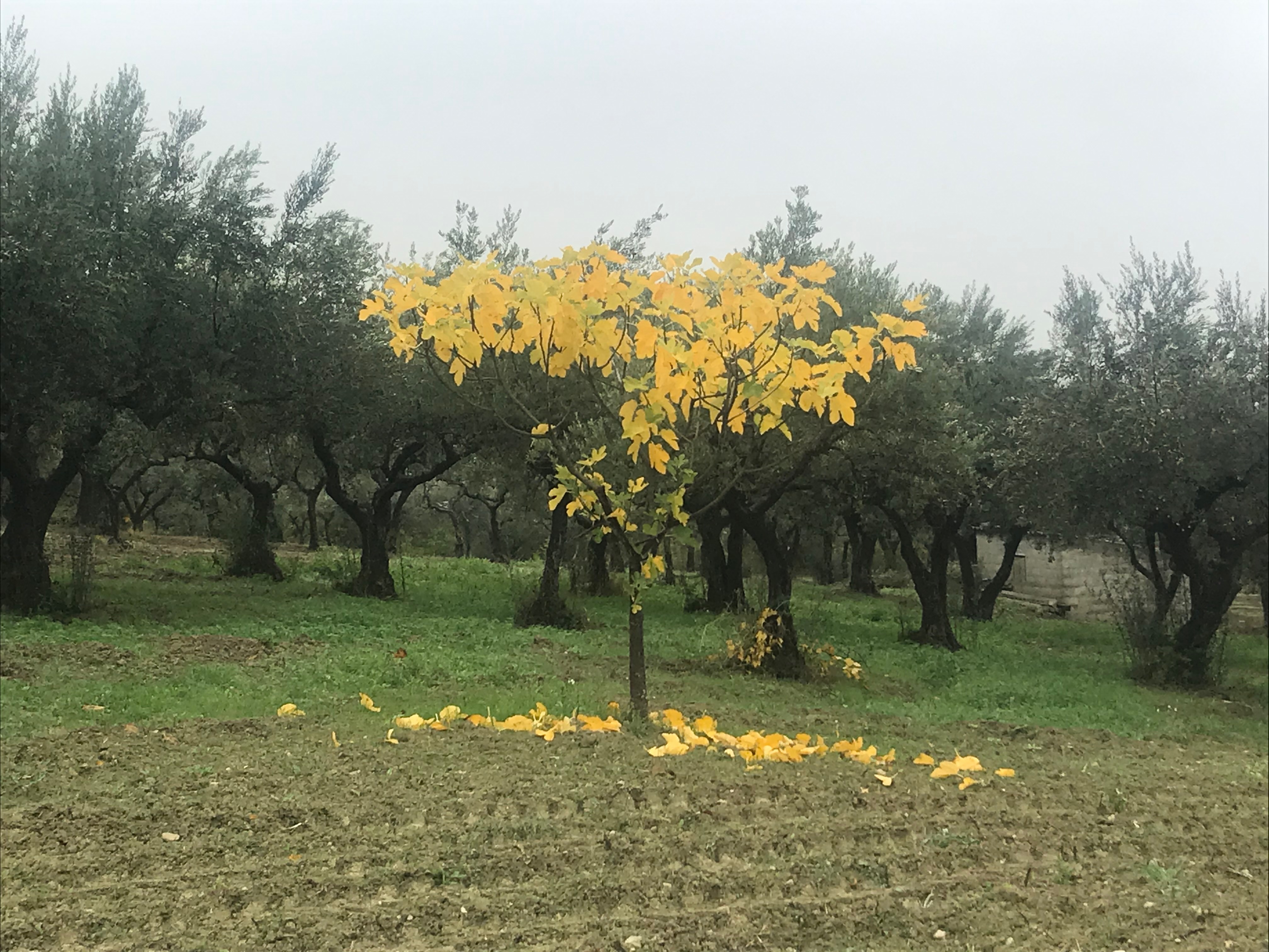 FRUTTABOSCOconSENTIERO: AGRICOLURArigenerativa&Collettività campaign photo, 2 of 8