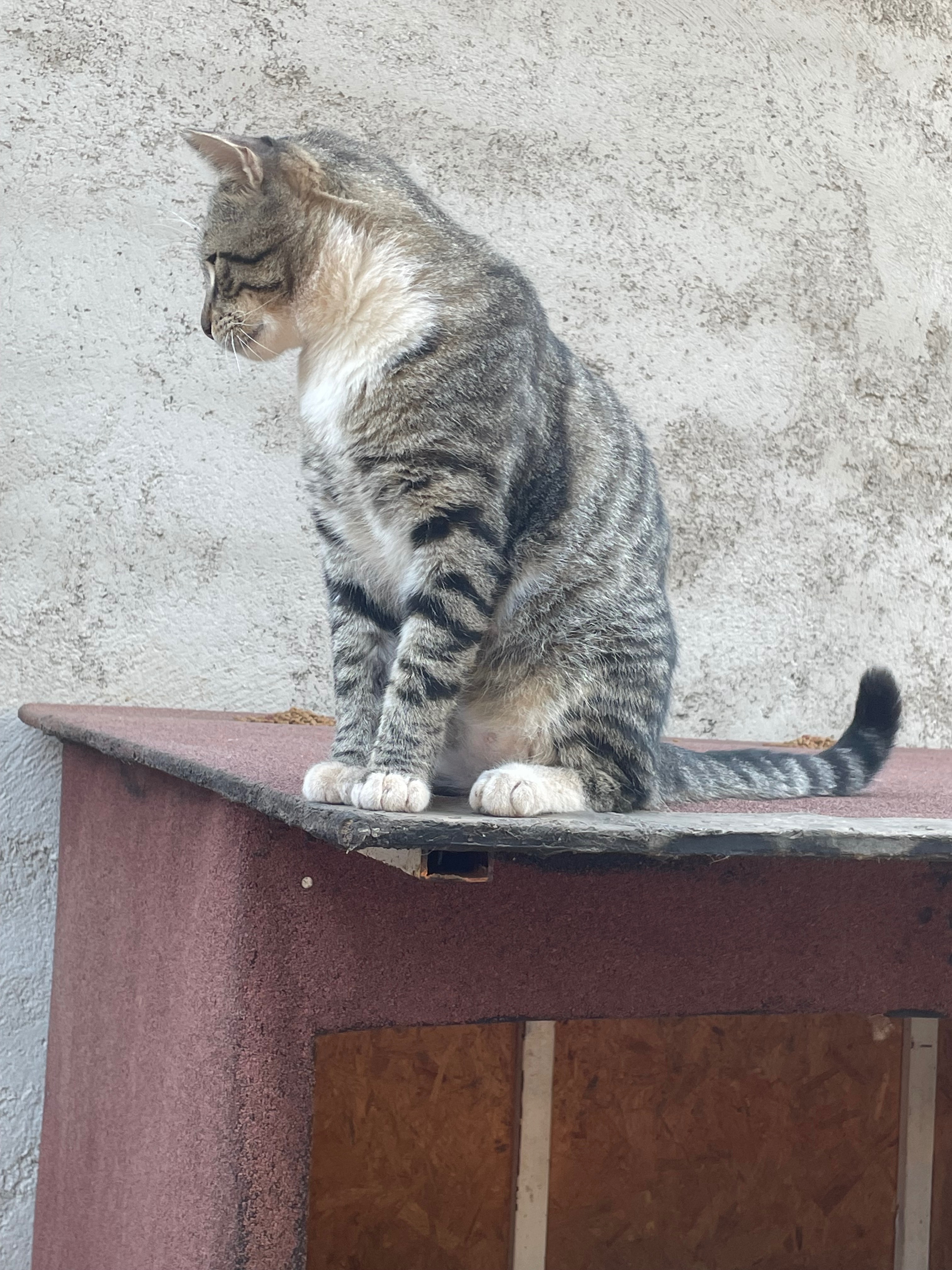 ANTALYA TURKEY.  ANIMAL SHELTER FLEA, TICK, WORM TREATMENT campaign photo, 4 of 8