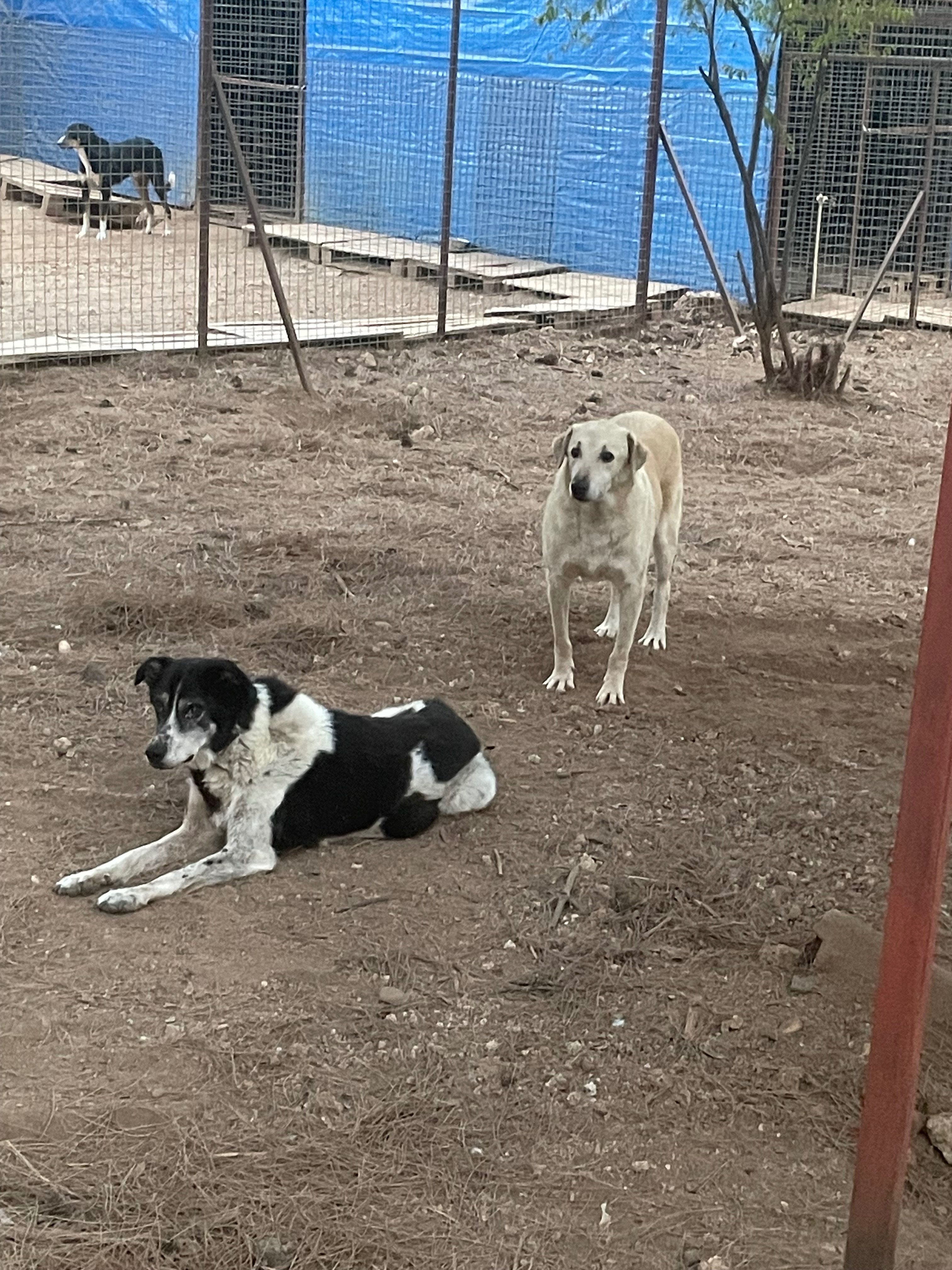 ANTALYA TURKEY.  ANIMAL SHELTER FLEA, TICK, WORM TREATMENT campaign photo, 5 of 8