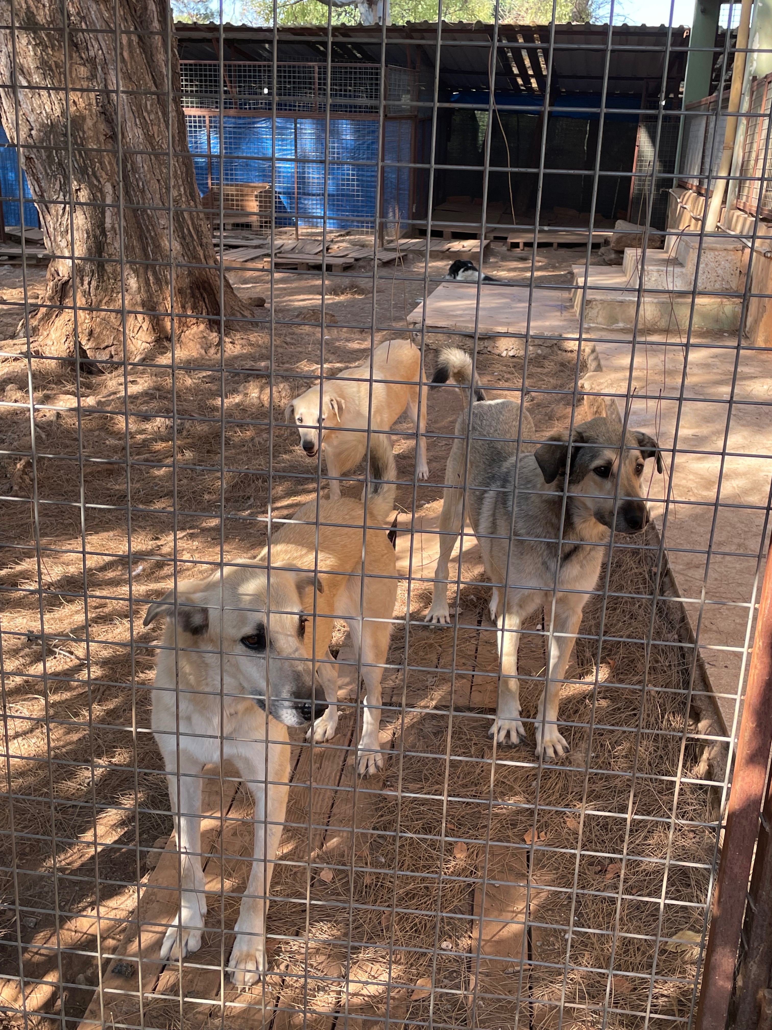 ANTALYA TURKEY.  ANIMAL SHELTER FLEA, TICK, WORM TREATMENT campaign photo, 6 of 8