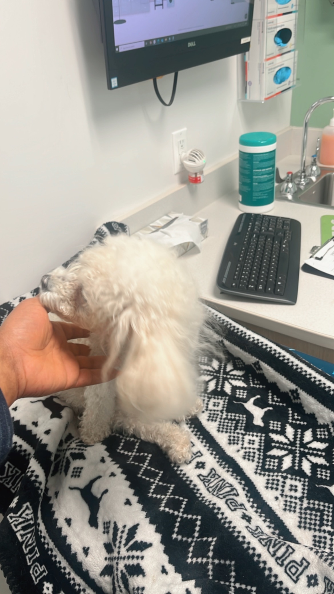 Help Chloe Spinal Surgery: Urgent Vet Care Needed campaign photo, 2 of 6