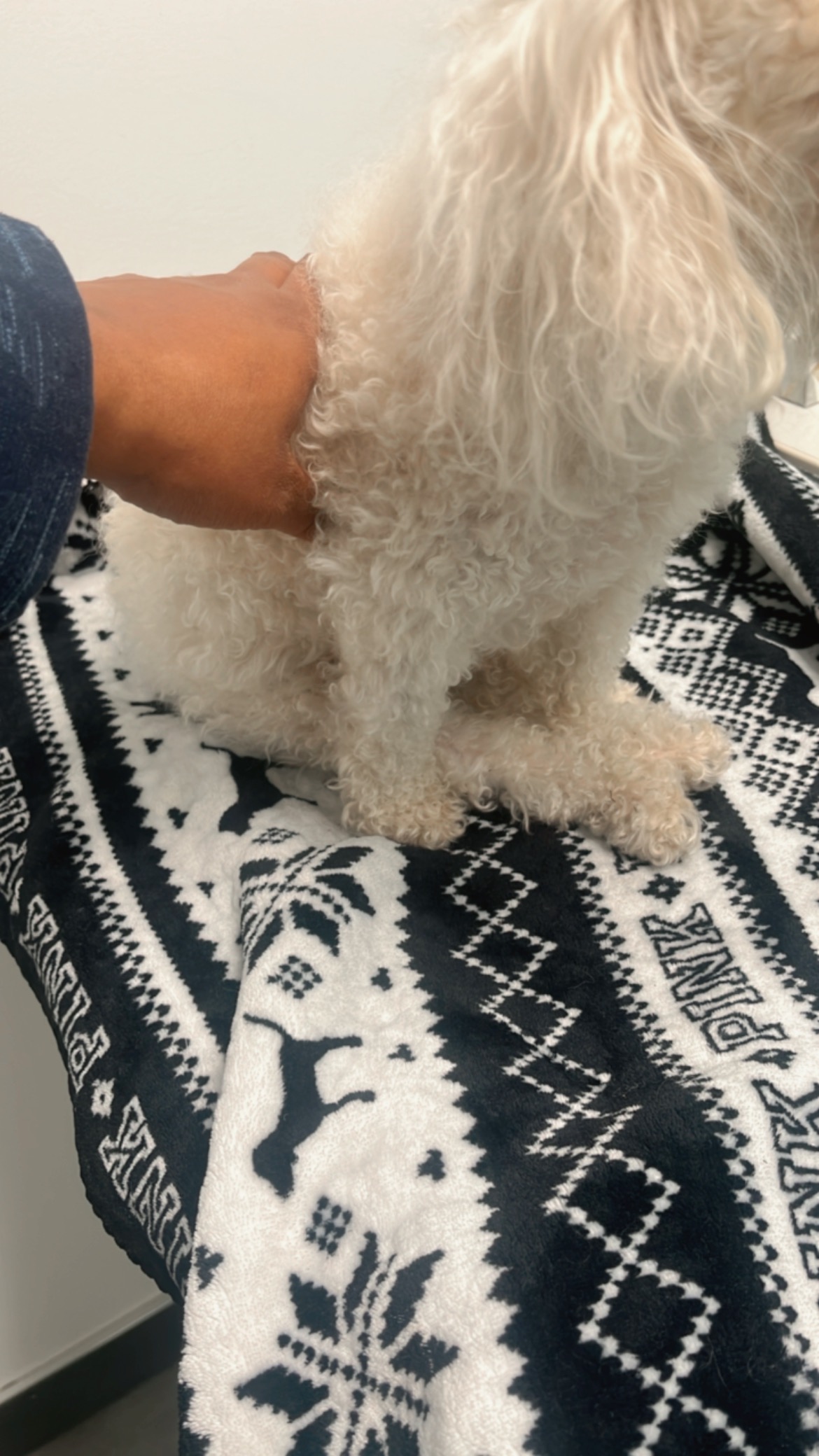 Help Chloe Spinal Surgery: Urgent Vet Care Needed campaign photo, 5 of 6