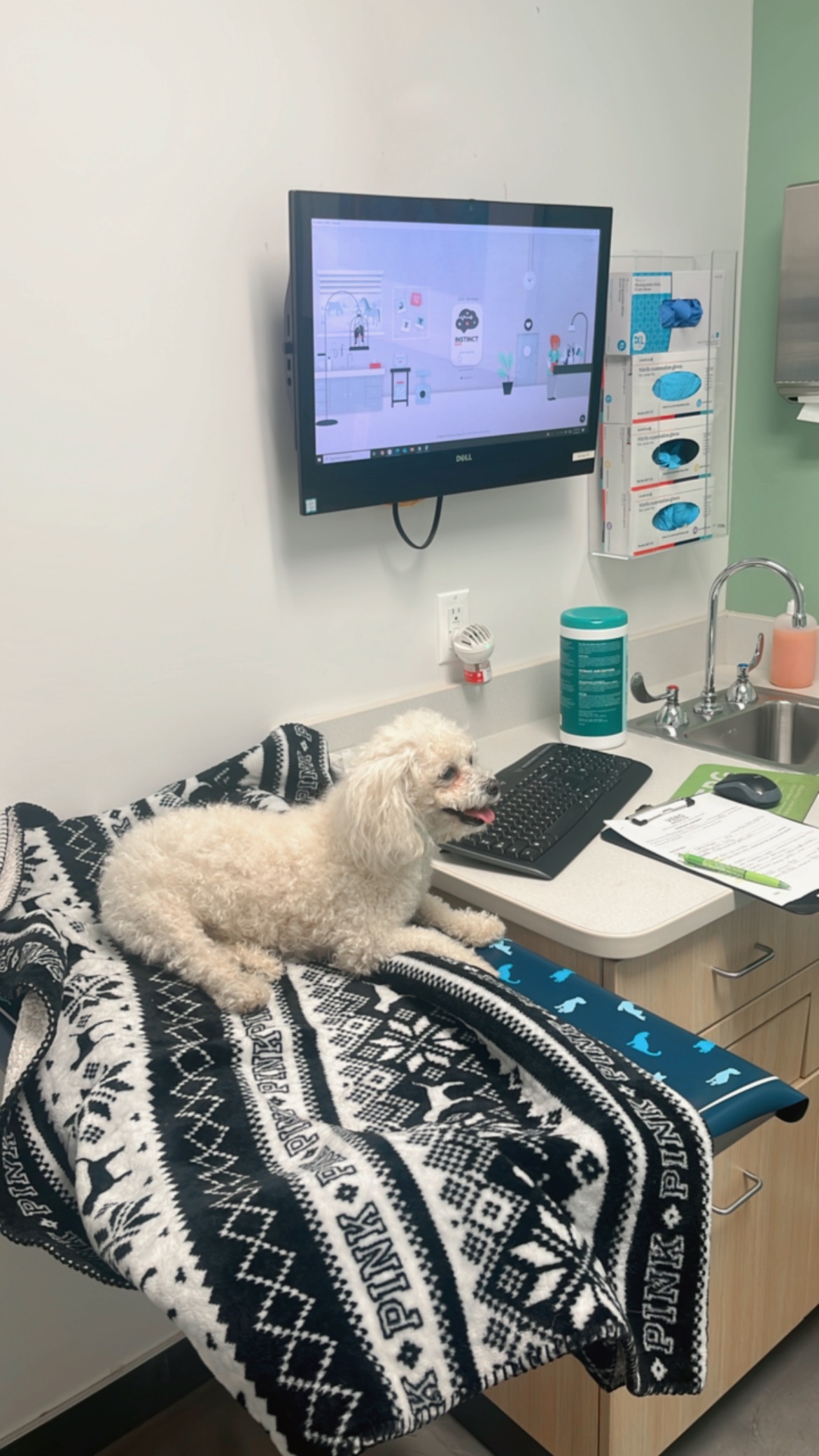 Help Chloe Spinal Surgery: Urgent Vet Care Needed campaign photo, 4 of 6