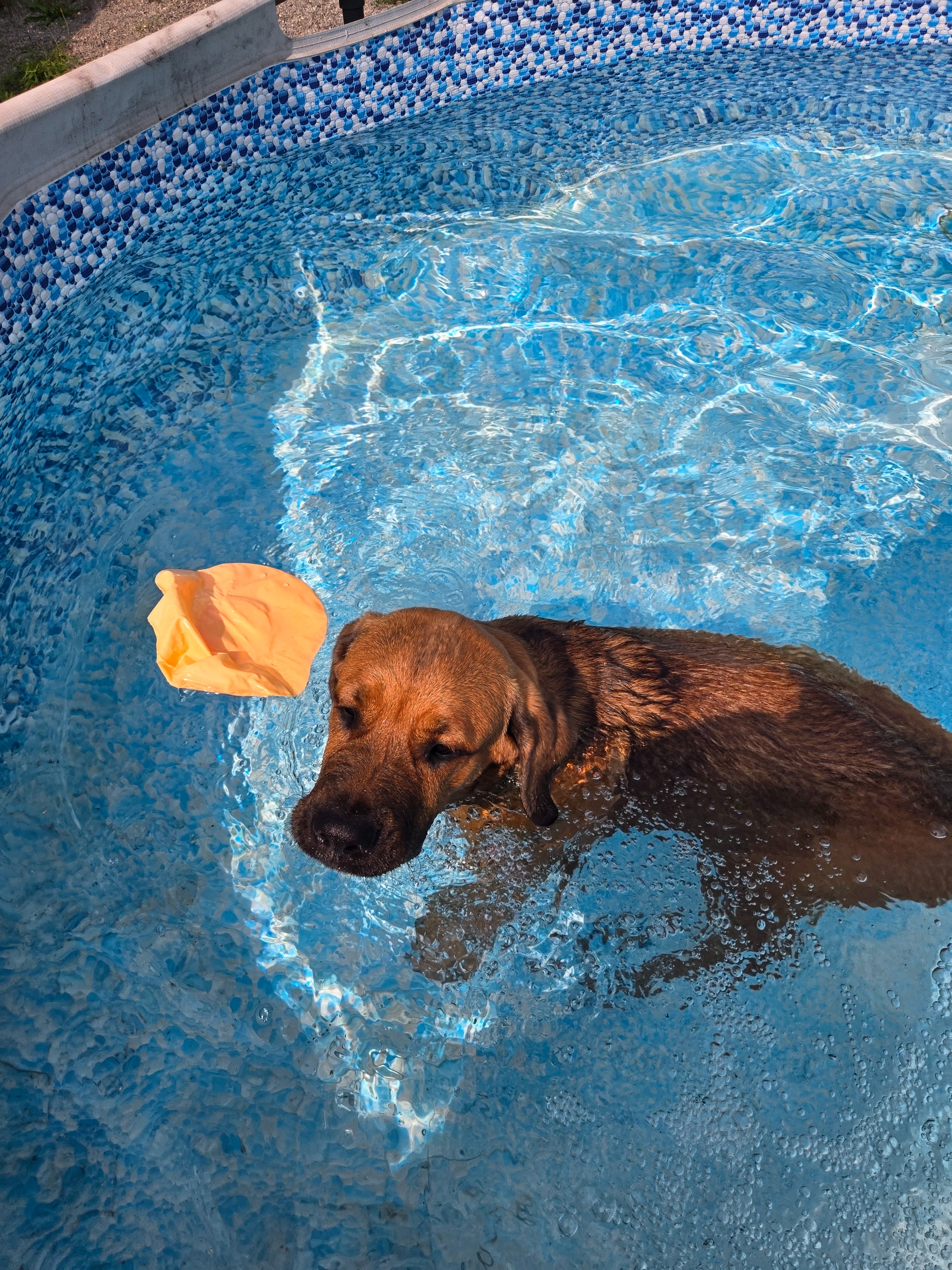 Helft mir, meinen Welpen Simba zu retten campaign photo, 6 of 7