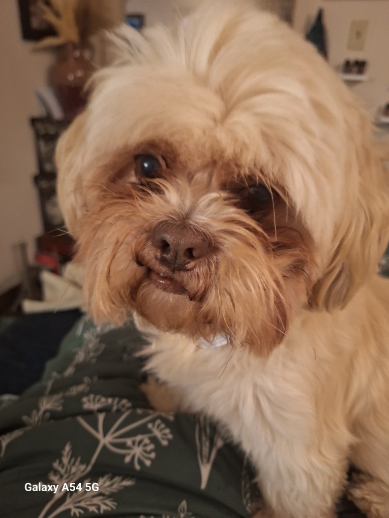 Help Wicket Get Urgent Medical Care campaign photo, 7 of 8