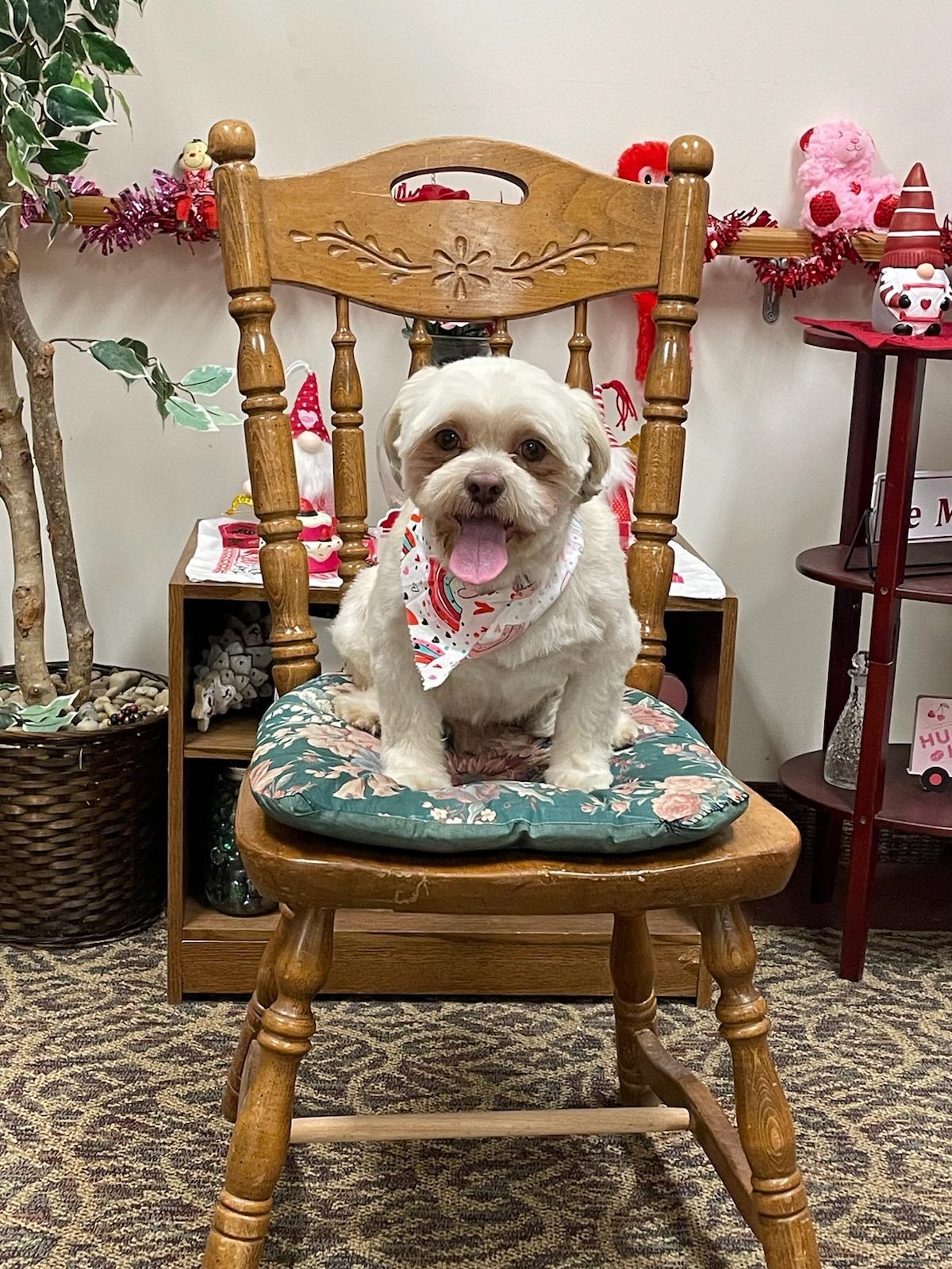 Help Wicket Get Urgent Medical Care campaign photo, 2 of 8