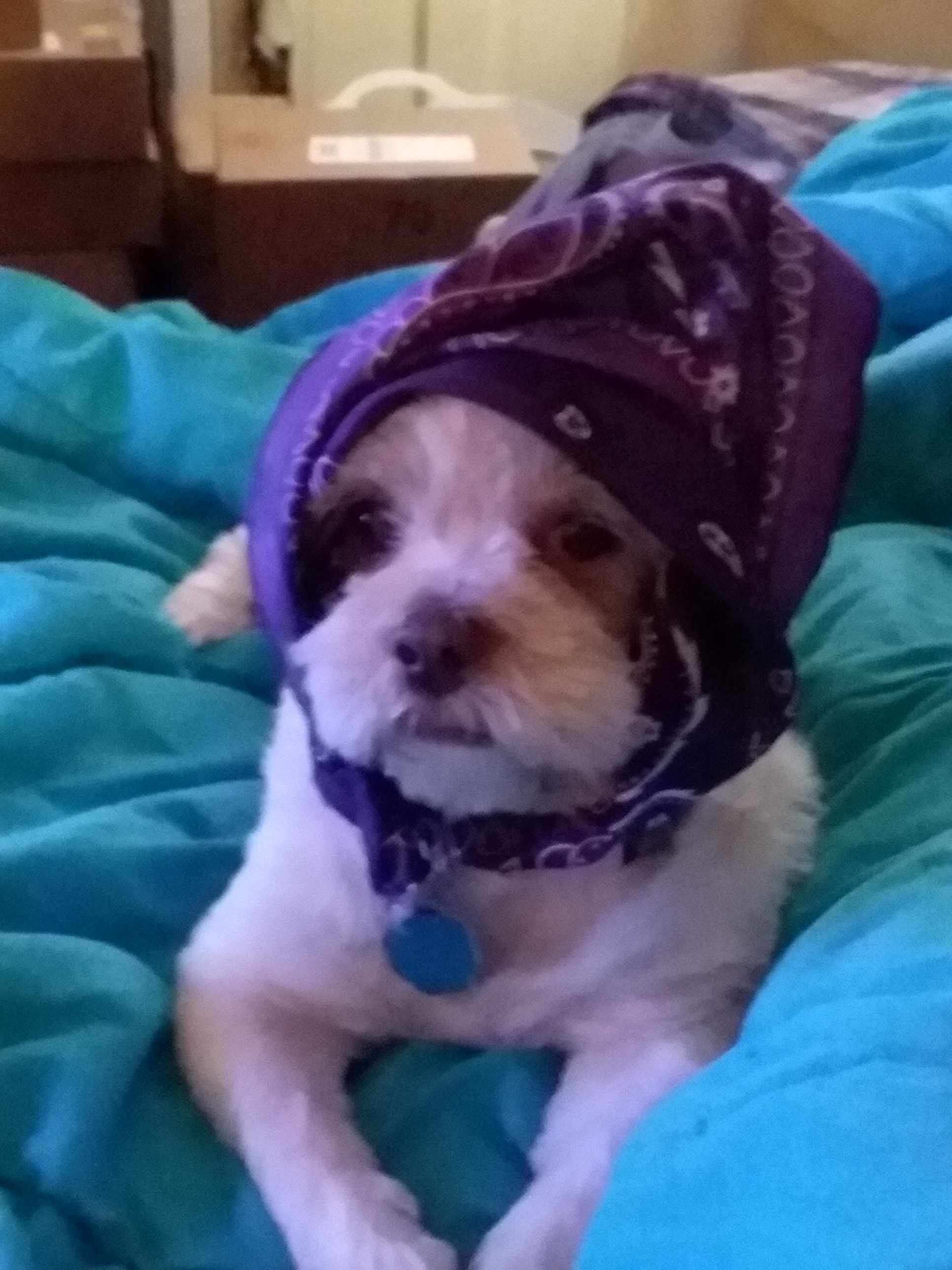 Help Wicket Get Urgent Medical Care campaign photo, 4 of 8