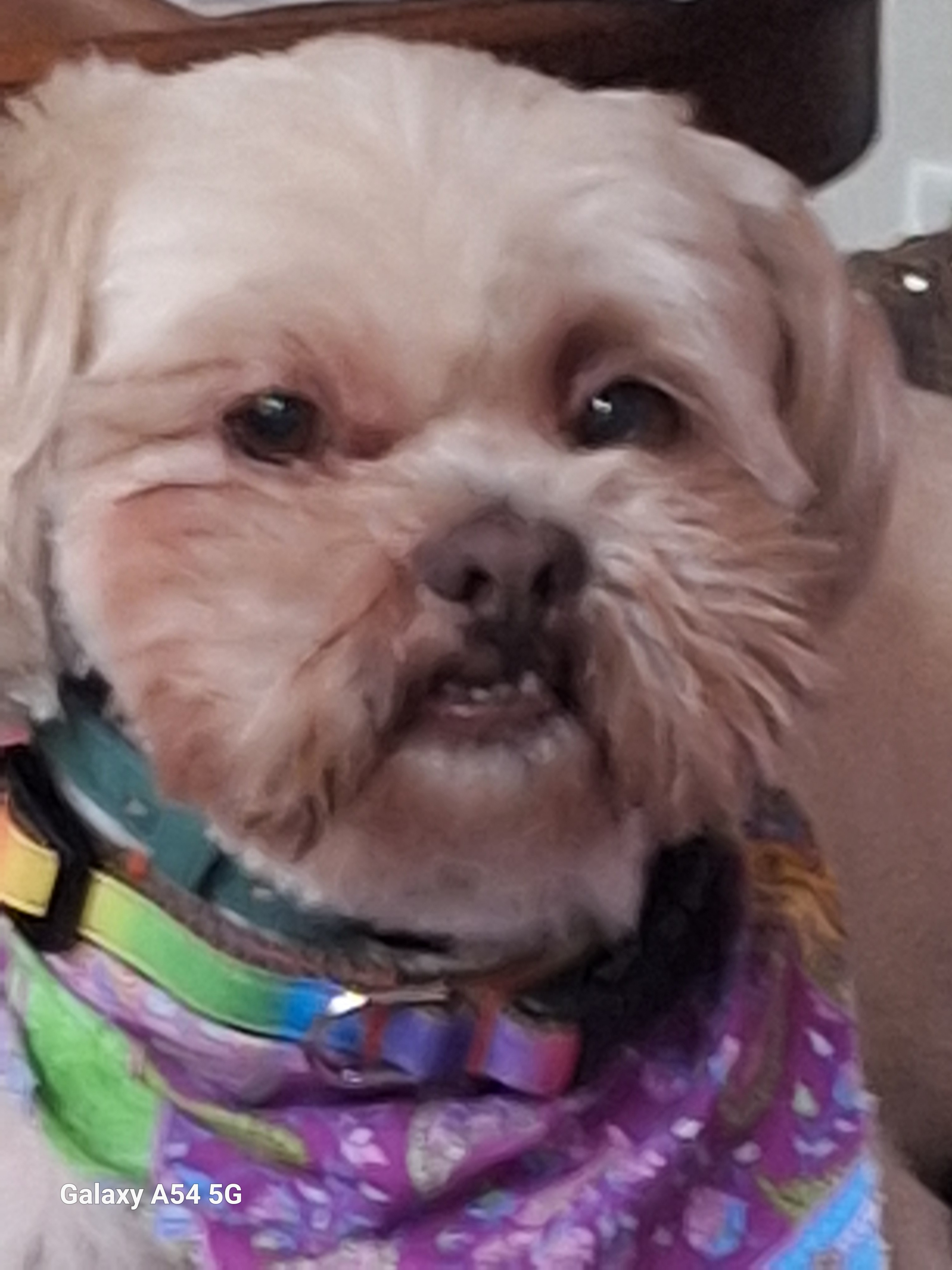 Help Wicket Get Urgent Medical Care campaign photo, 5 of 8