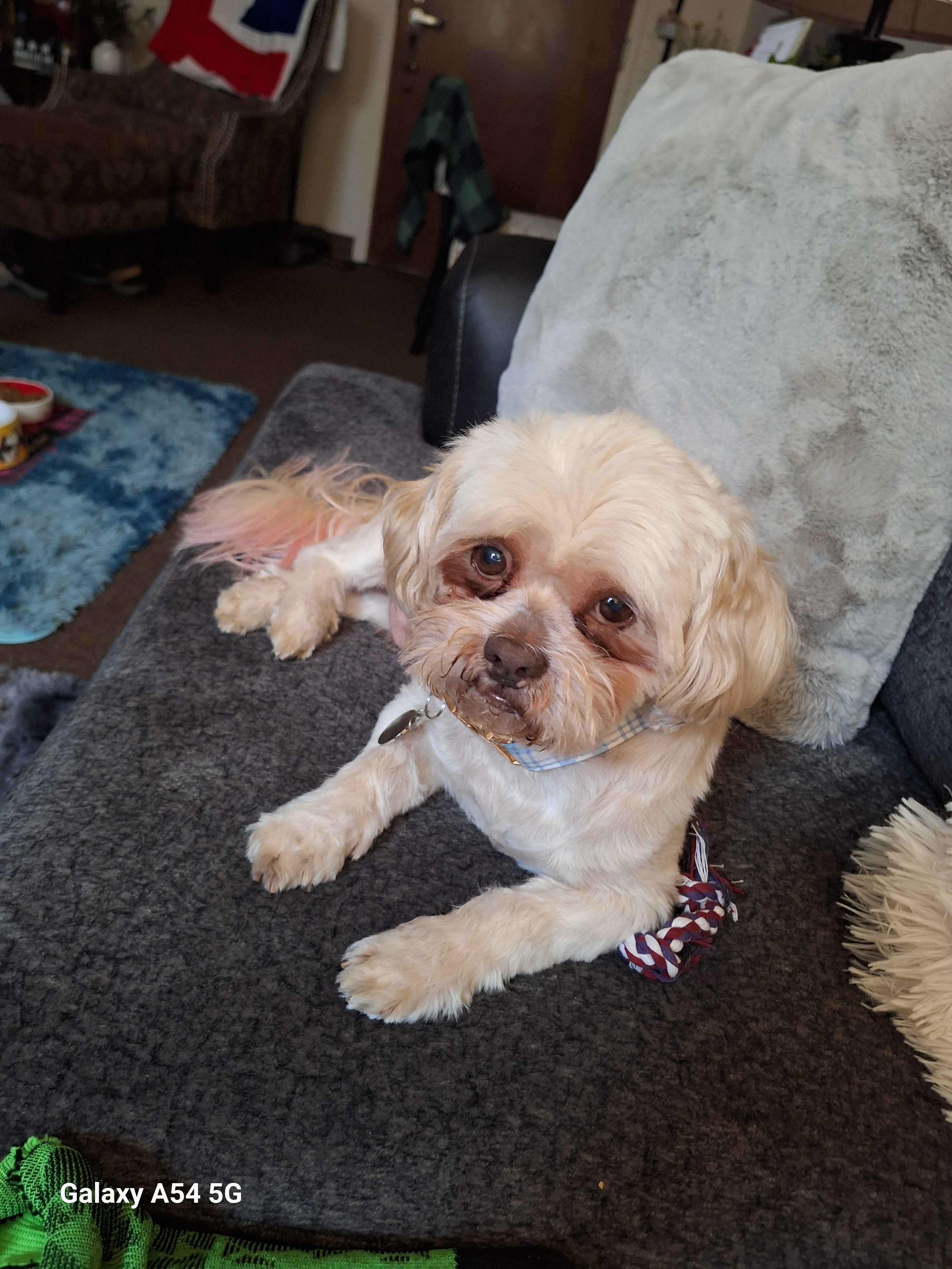 Help Wicket Get Urgent Medical Care campaign photo, 6 of 8