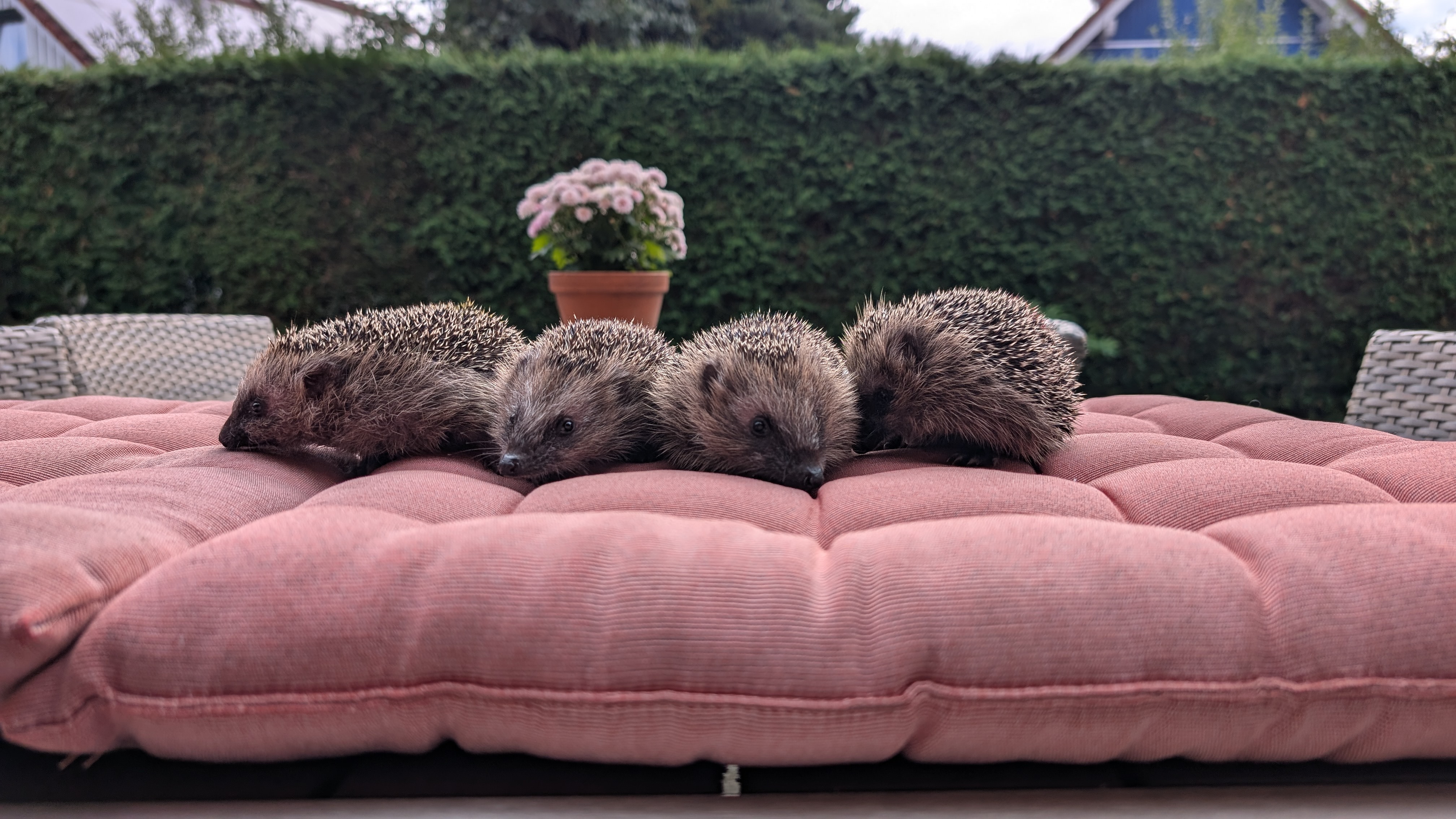 4 Jungigel brauchen dringend Hilfe campaign photo, 4 of 8