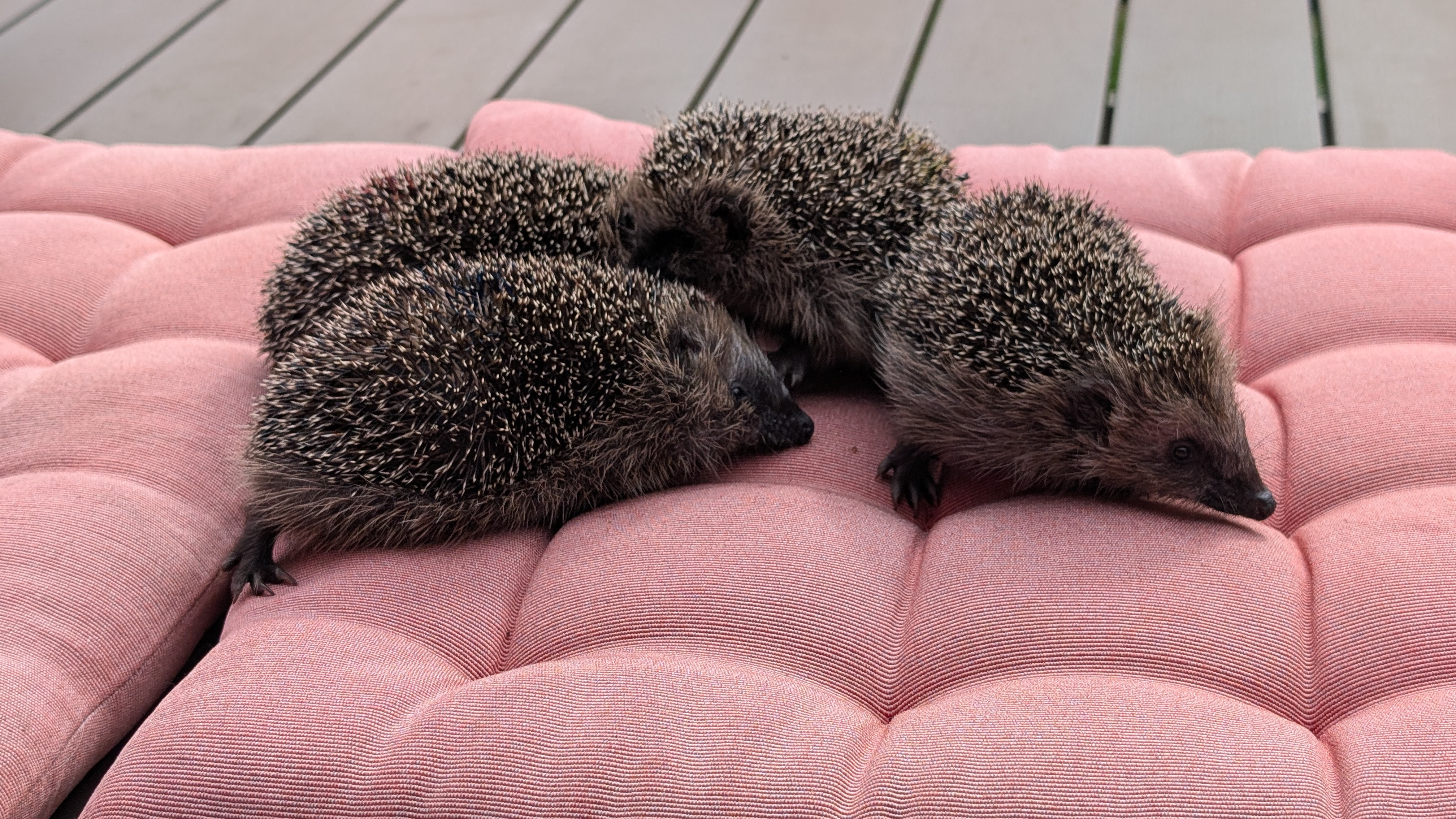 4 Jungigel brauchen dringend Hilfe campaign photo, 5 of 8