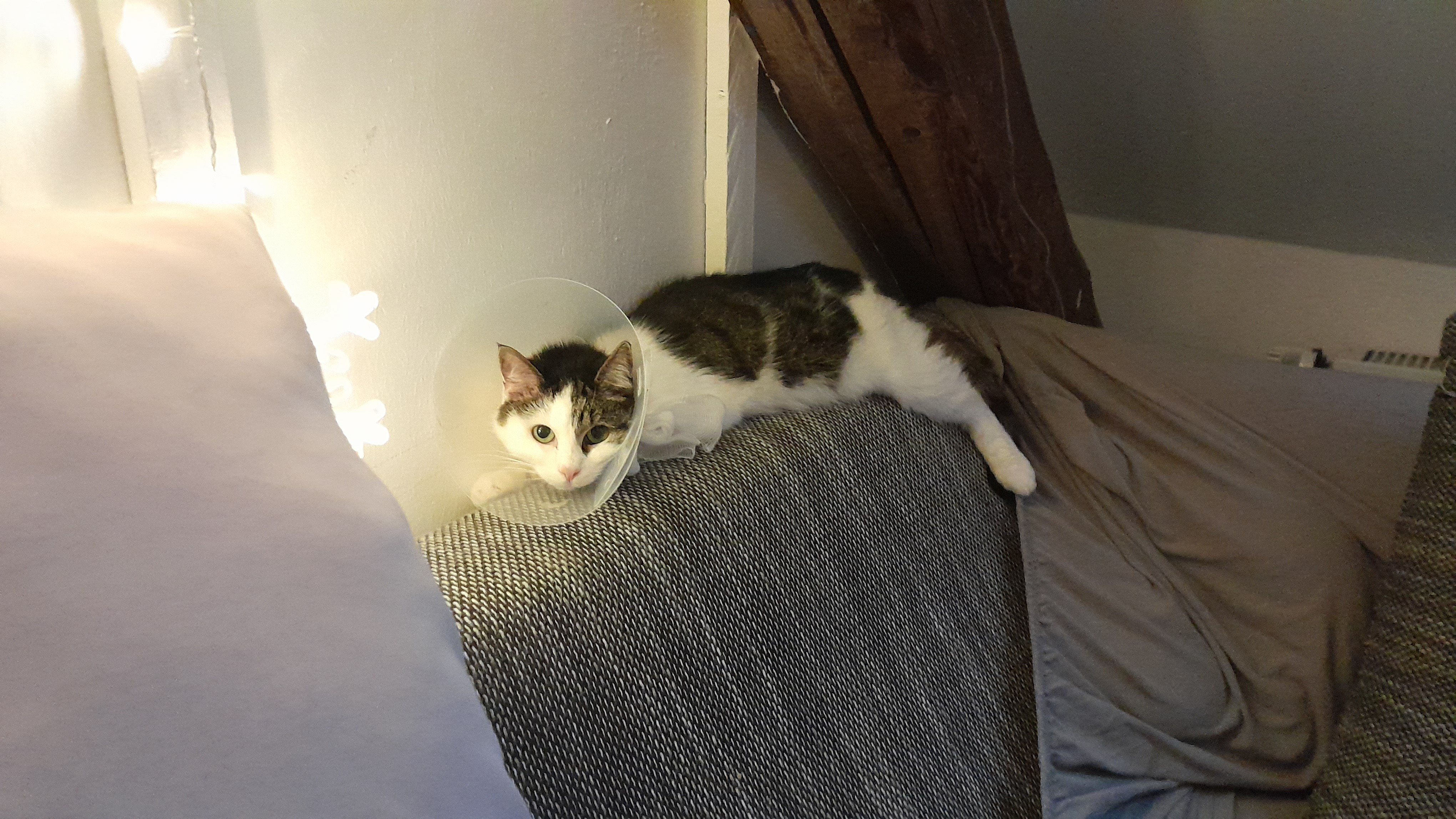 Hilfe für unsere Luna – sie kämpft gegen einen Tumor campaign photo, 4 of 4