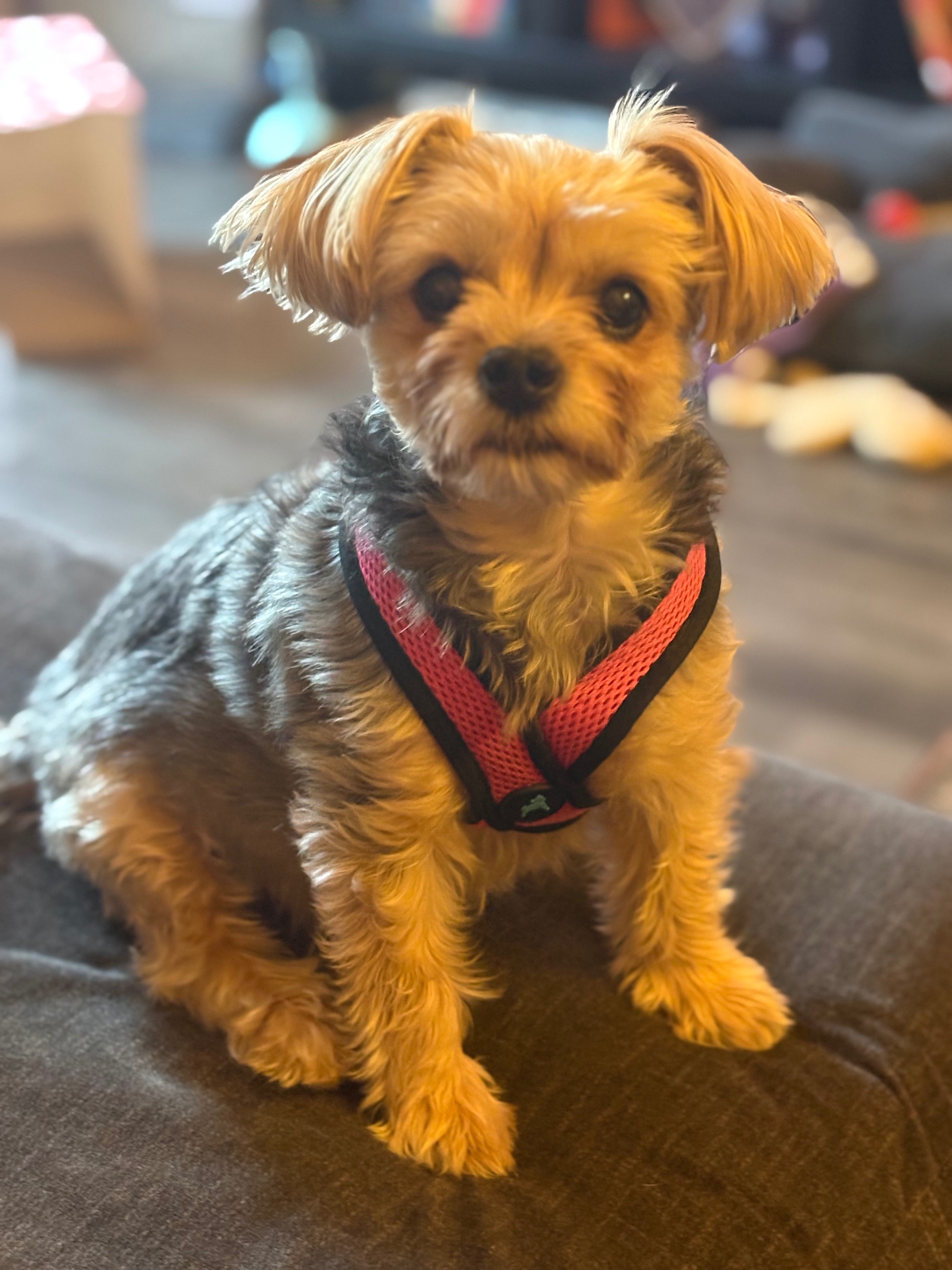 Surgery needed as soon as possible for our fur baby. campaign photo, 7 of 8