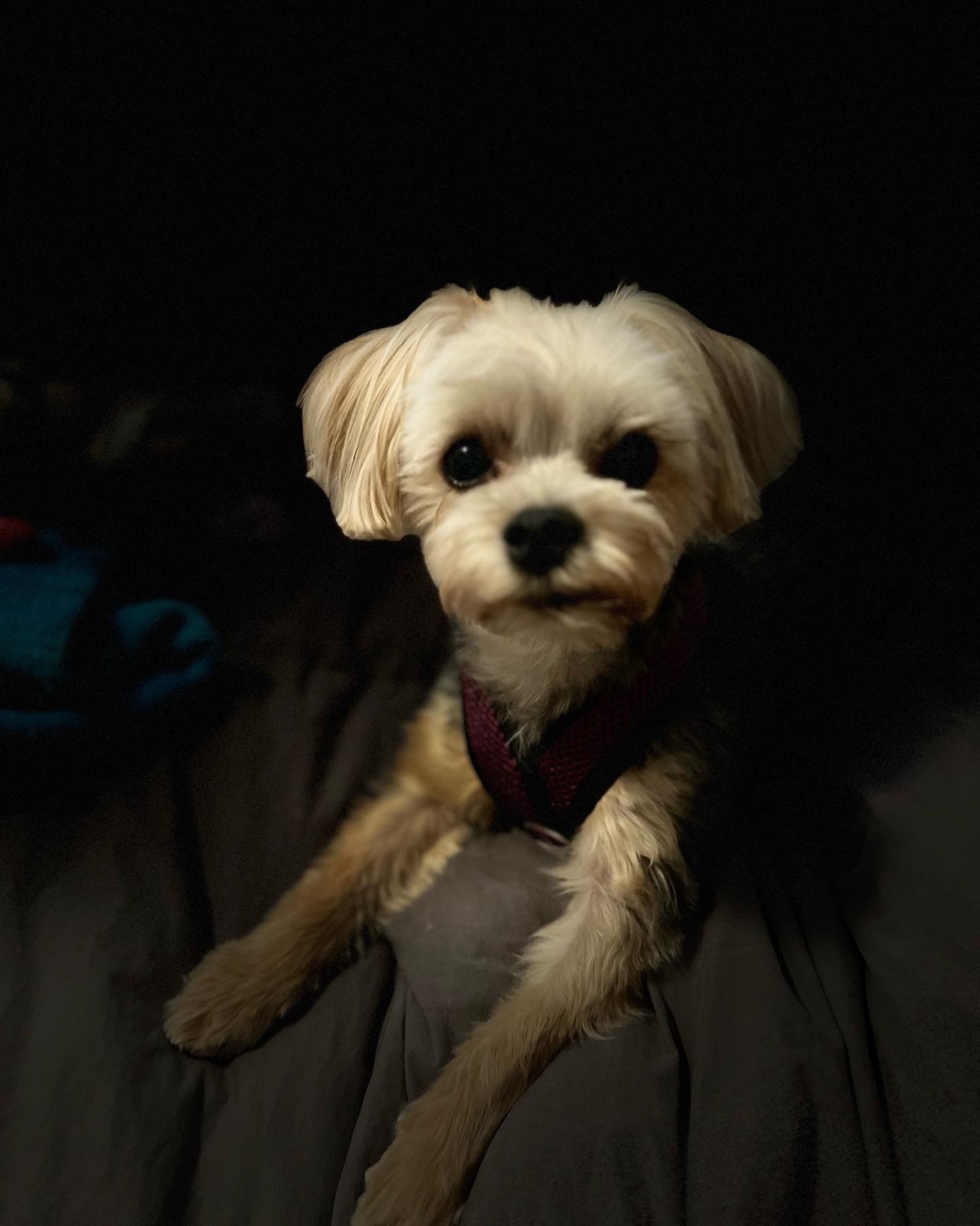 Surgery needed as soon as possible for our fur baby. campaign photo, 2 of 8