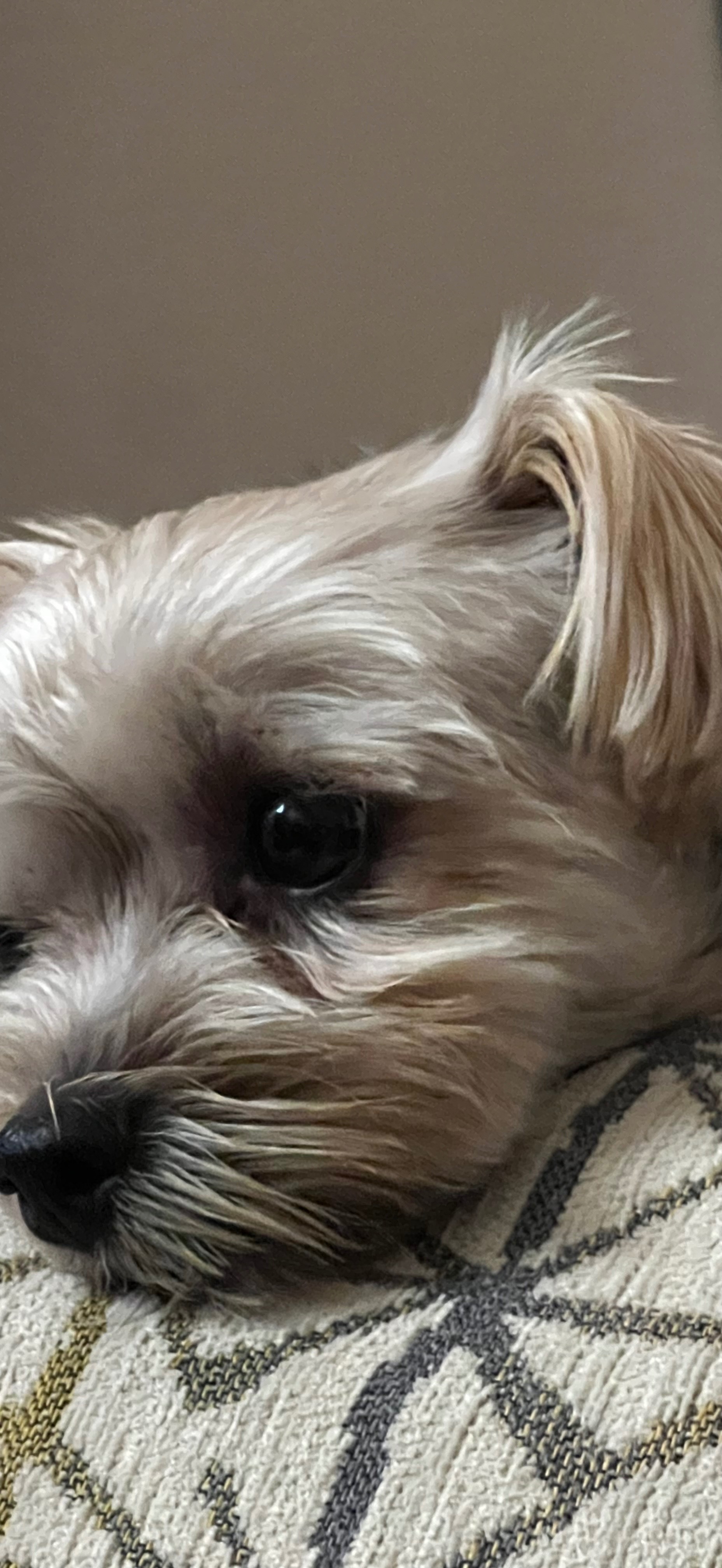 Surgery needed as soon as possible for our fur baby. campaign photo, 4 of 8
