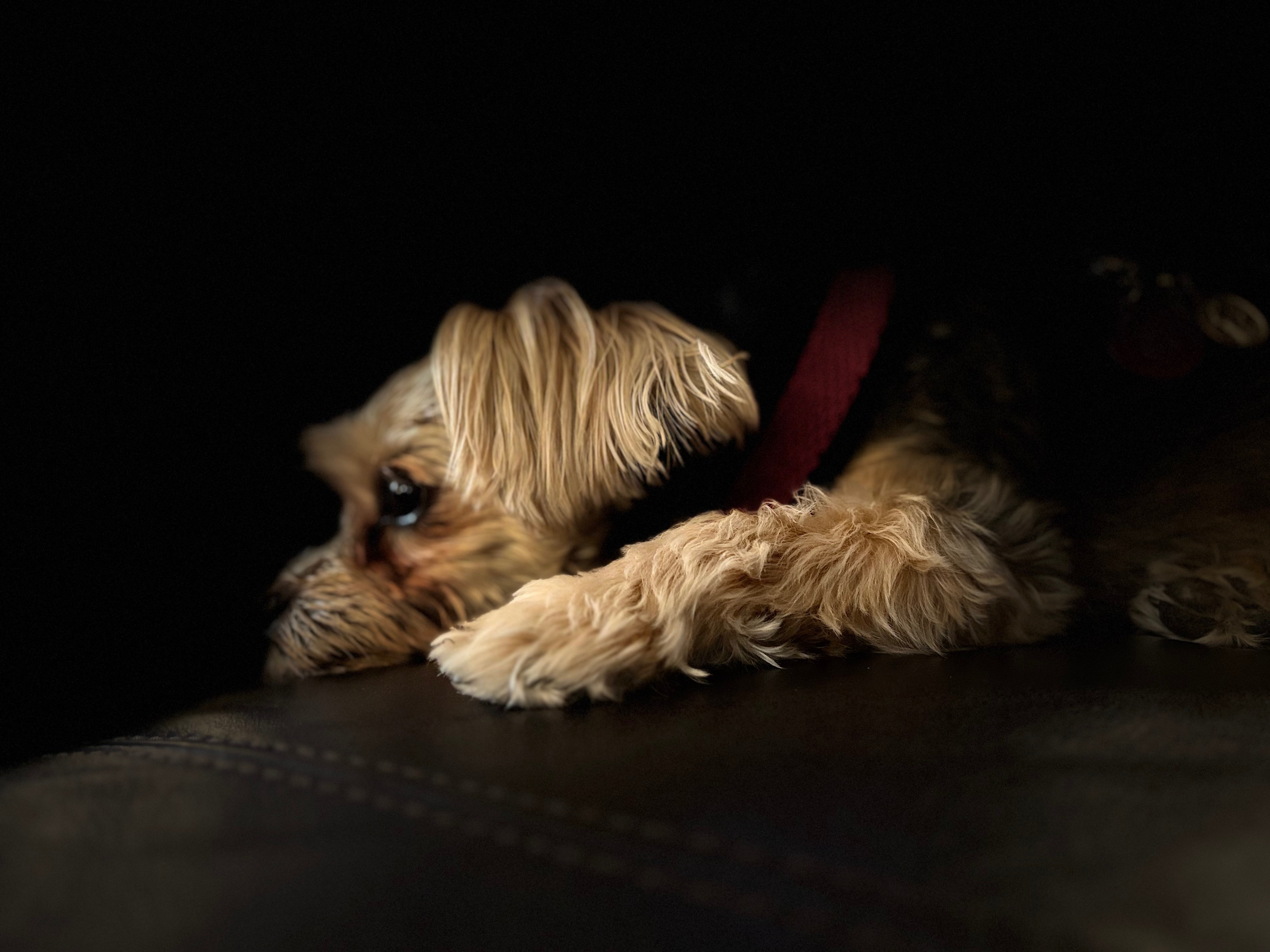 Surgery needed as soon as possible for our fur baby. campaign photo, 5 of 8