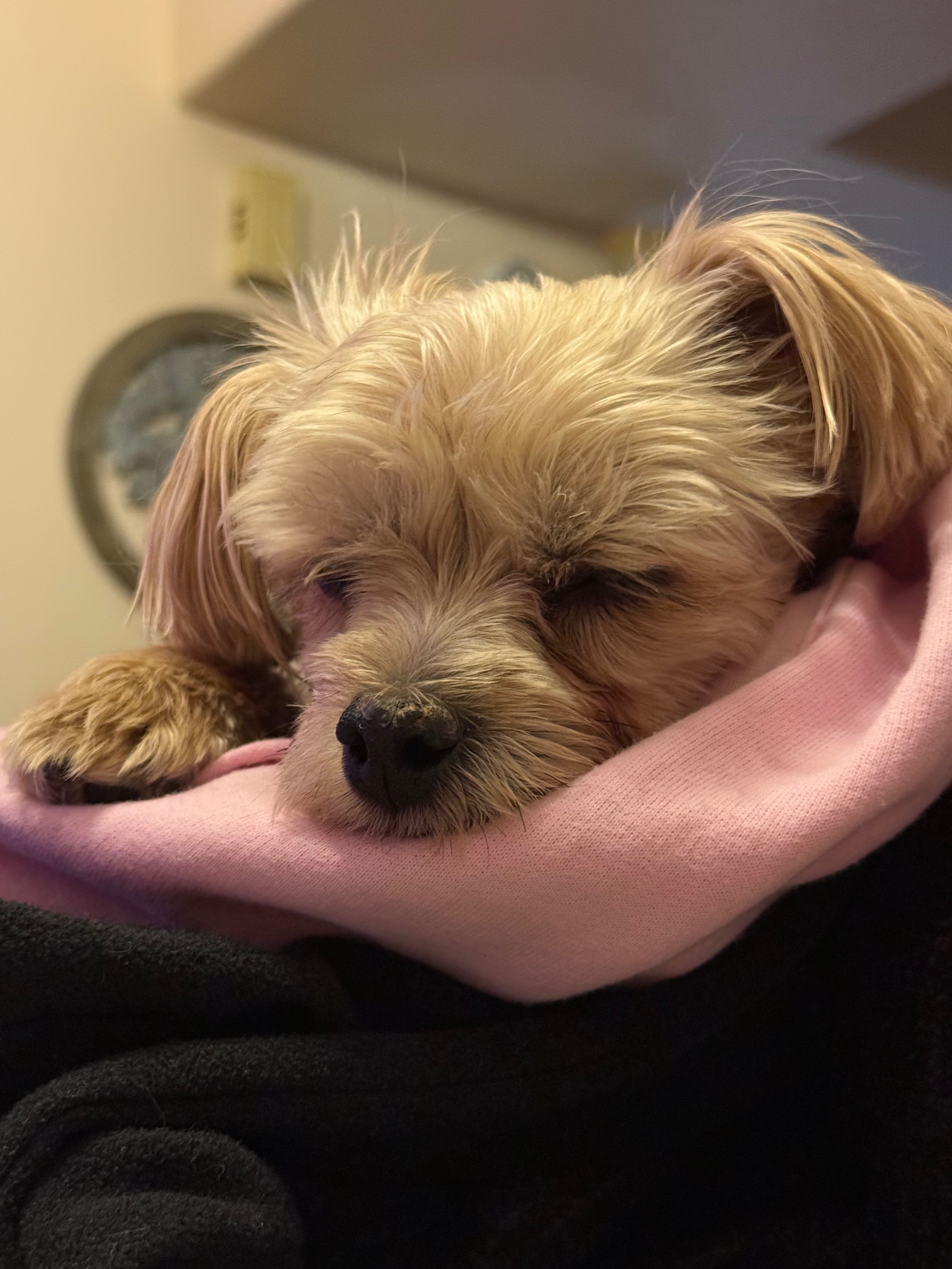 Surgery needed as soon as possible for our fur baby. campaign photo, 6 of 8