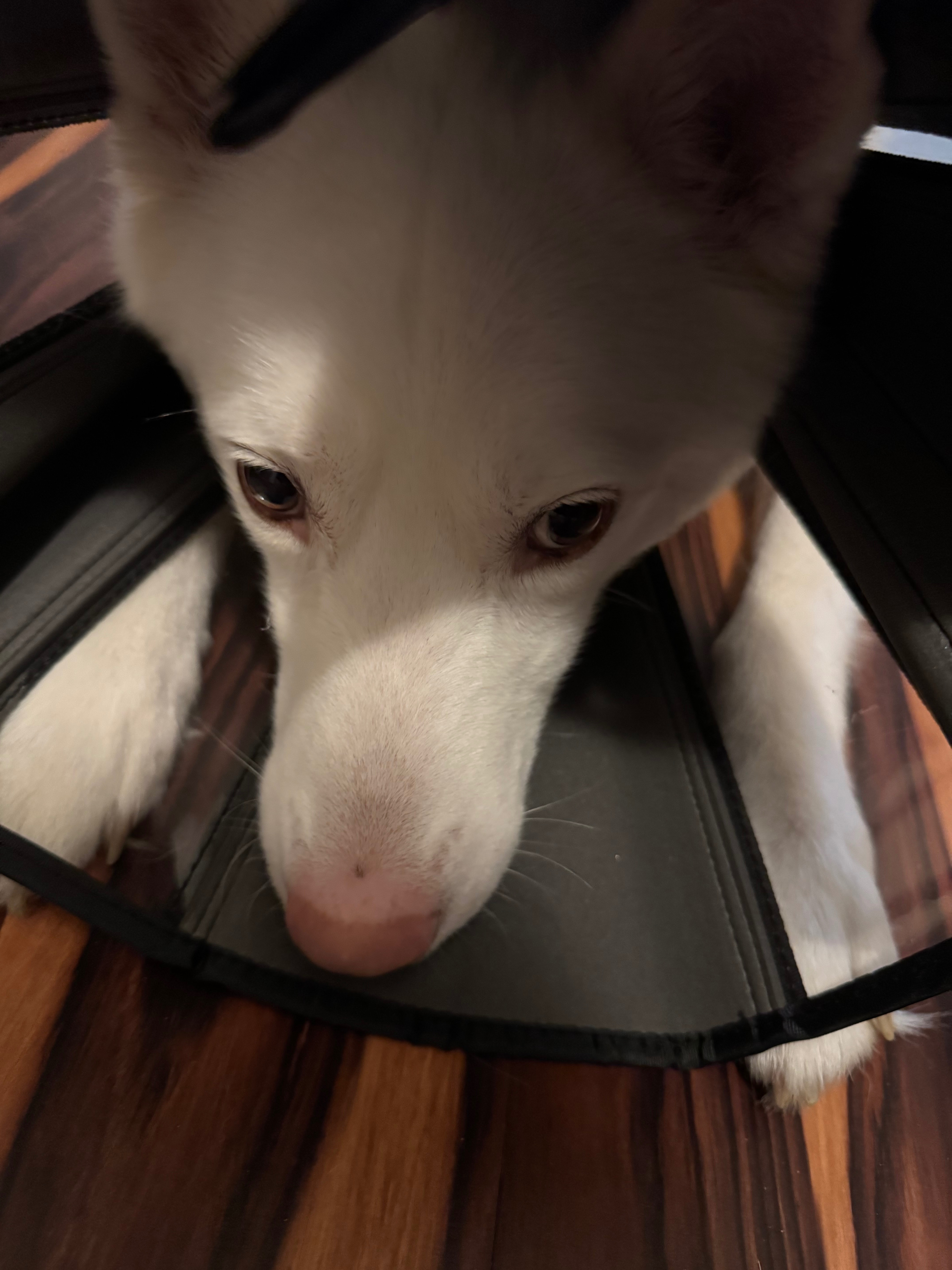Sky’s vet care campaign photo, 4 of 5