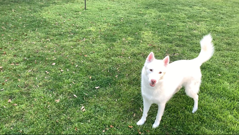 Sky’s vet care campaign photo, 2 of 5