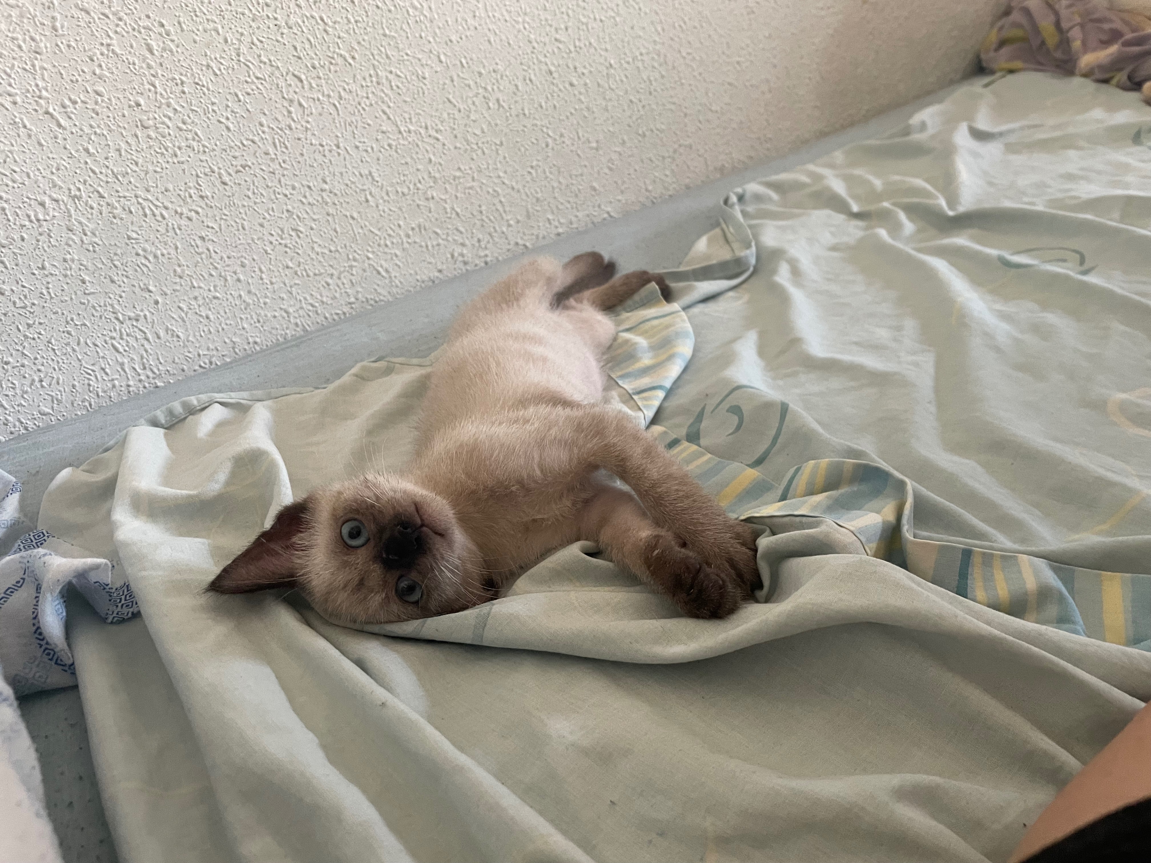 Coco lucha contra la peritonitis felina necesitamos tu ayuda campaign photo, 5 of 8