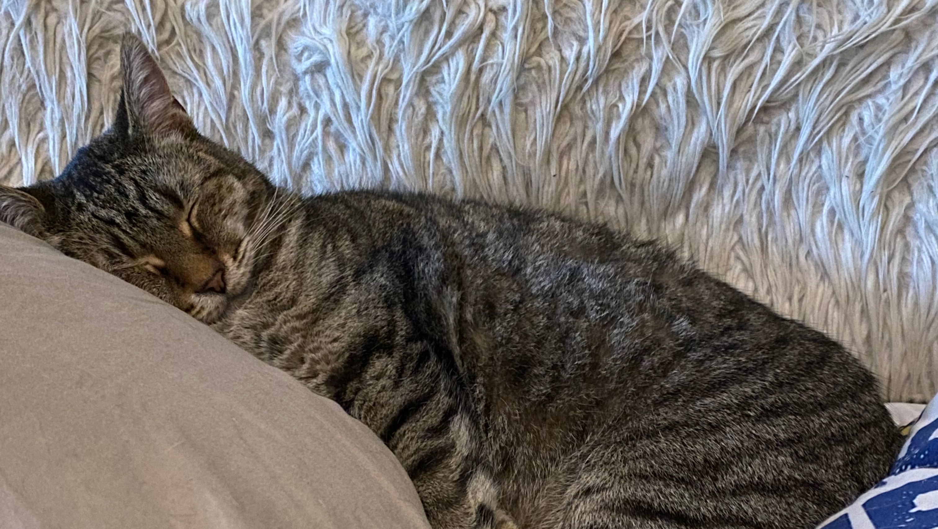Help Ragnar Get Healthy Again photo