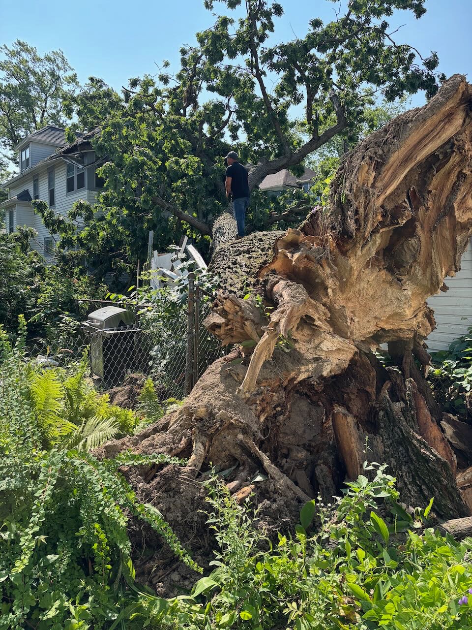 Help Replace My Car & Rebuild After Tree Disaster campaign photo, 5 of 8