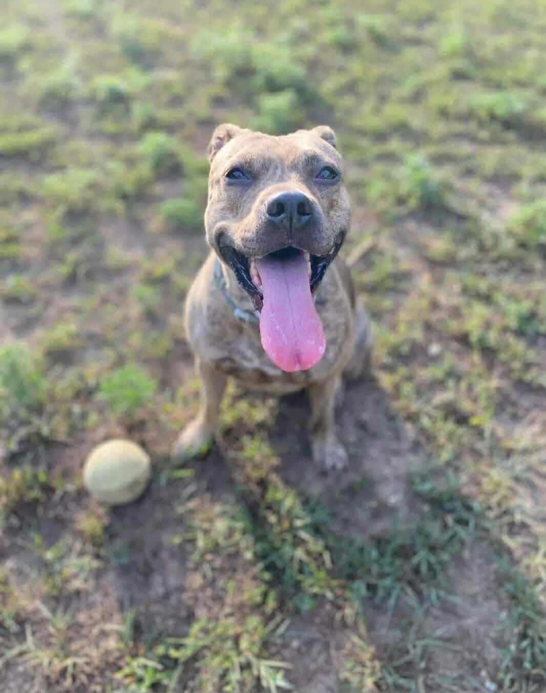 Save Lilly: Urgent Medical Help Needed campaign photo, 2 of 8