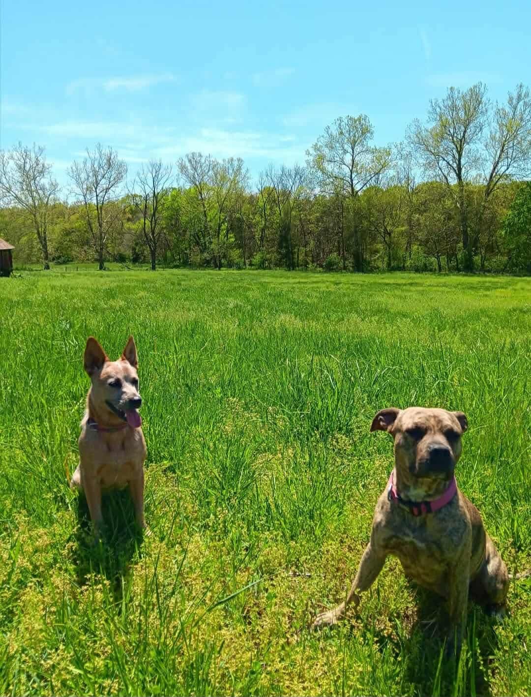 Save Lilly: Urgent Medical Help Needed campaign photo, 6 of 8