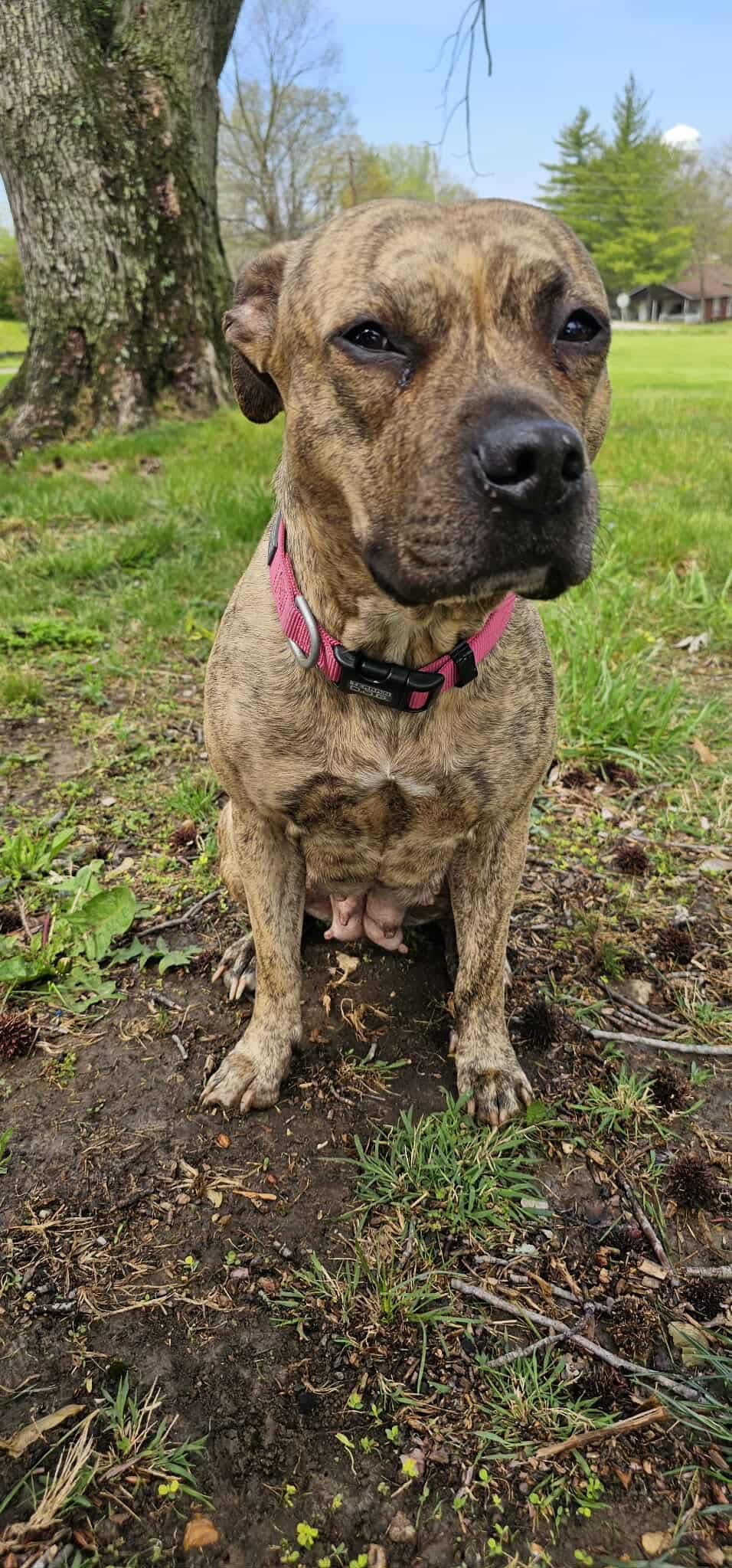 Save Lilly: Urgent Medical Help Needed campaign photo, 5 of 8