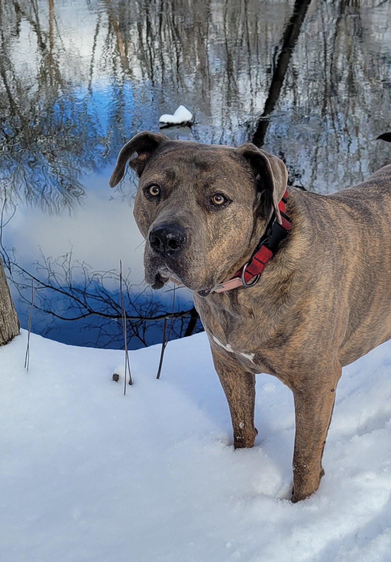 Help Save Bronx: Urgent Surgery Needed campaign photo, 7 of 8