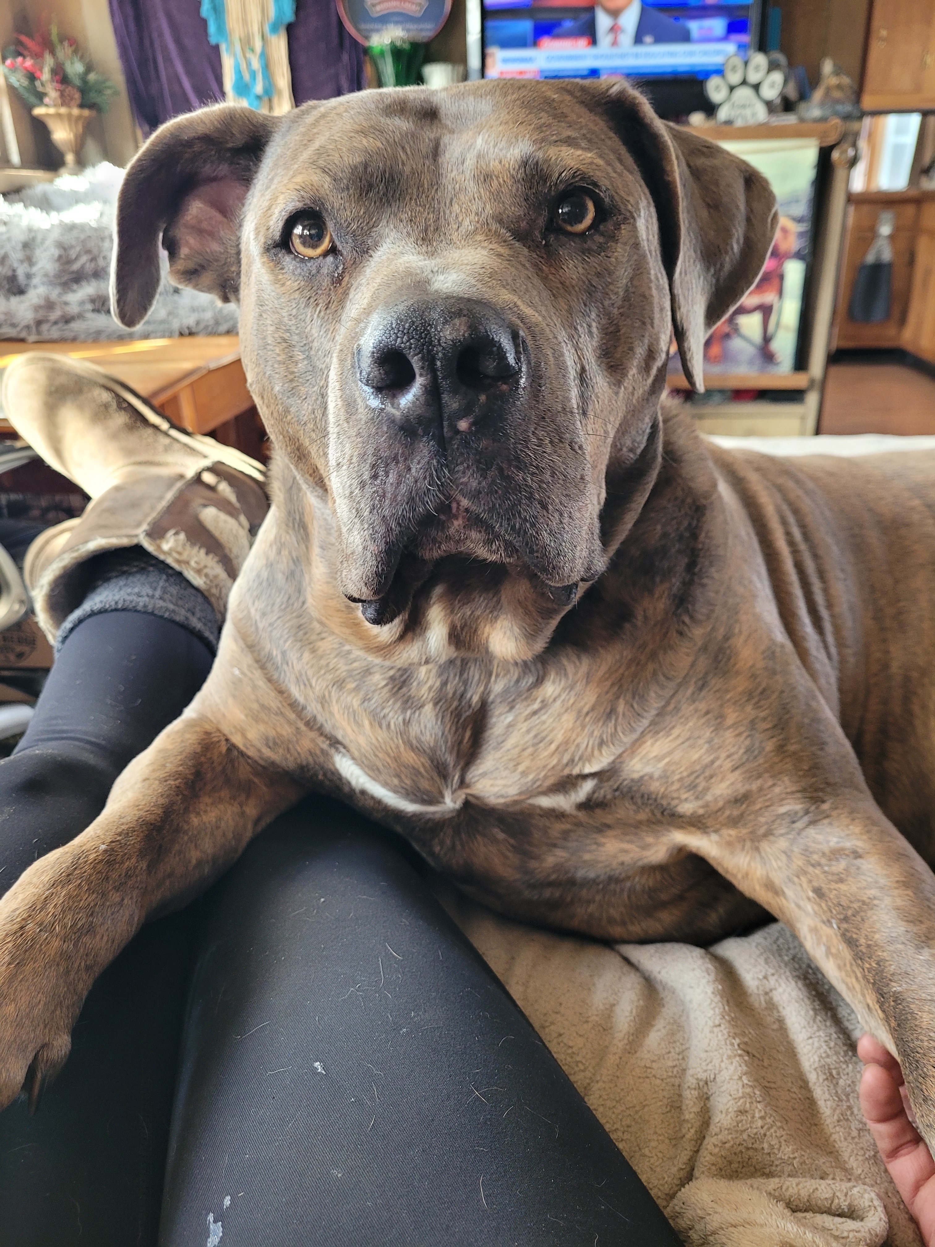 Help Save Bronx: Urgent Surgery Needed campaign photo, 2 of 8