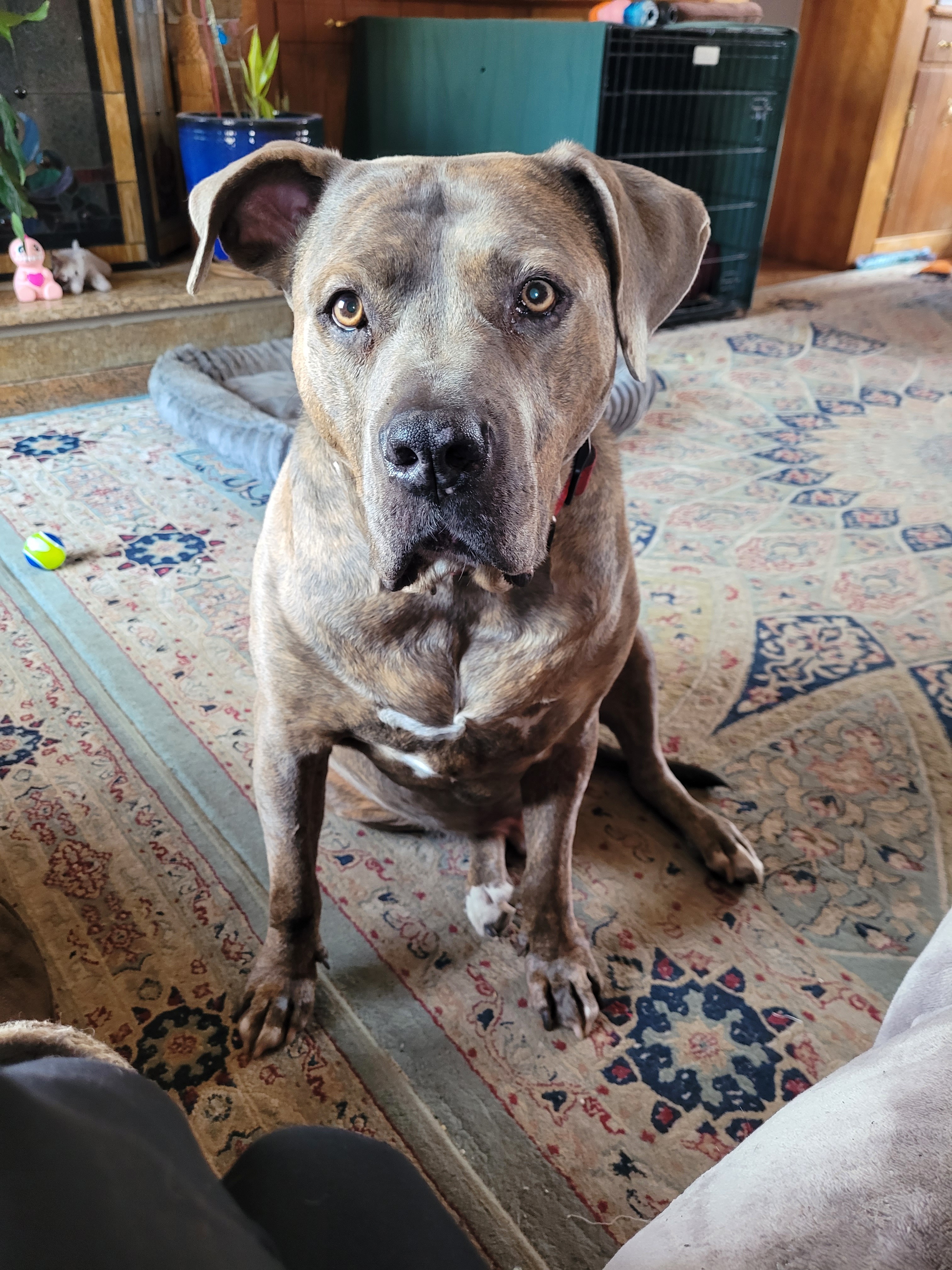 Help Save Bronx: Urgent Surgery Needed campaign photo, 4 of 8