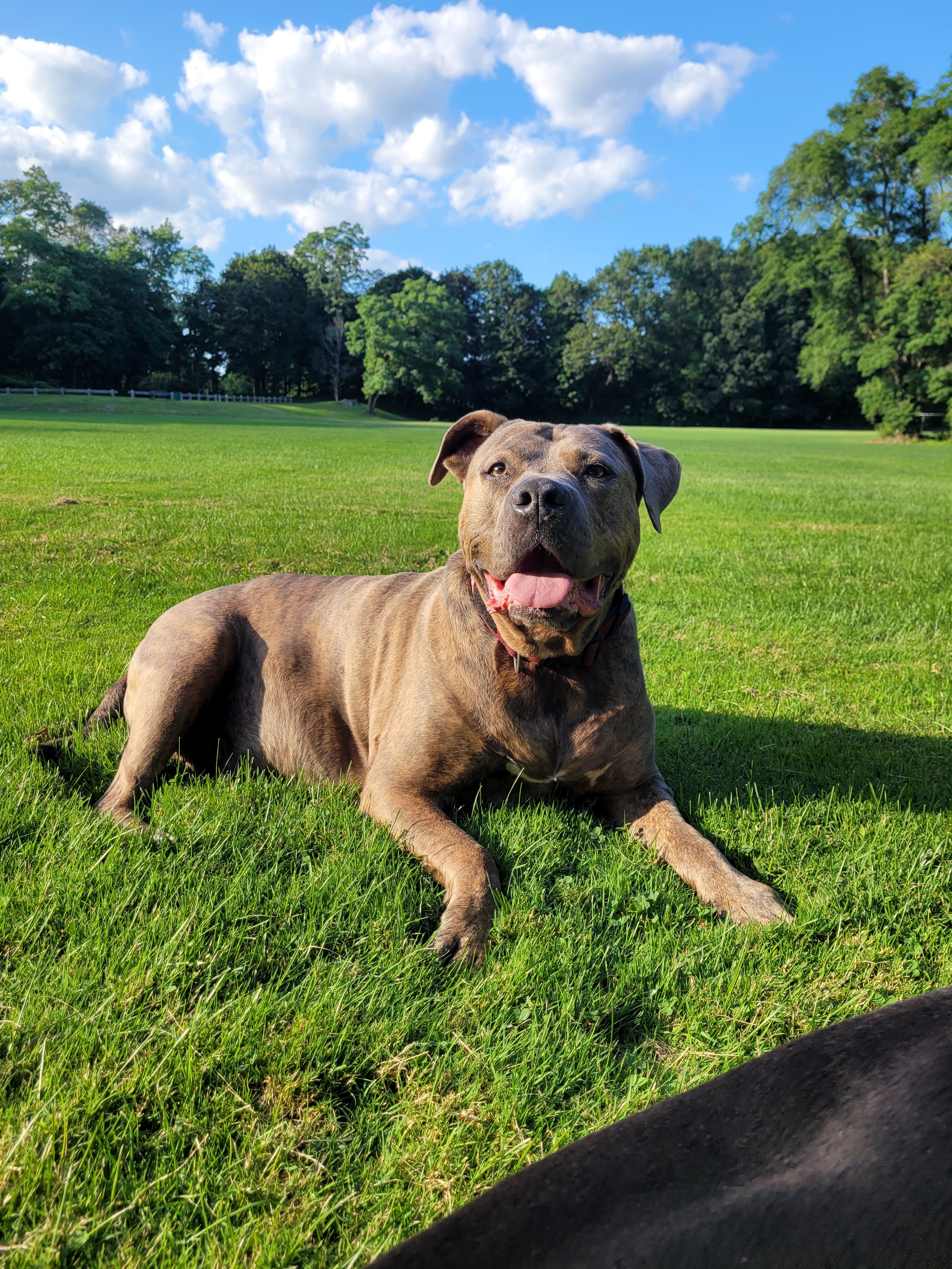 Help Save Bronx: Urgent Surgery Needed campaign photo, 6 of 8