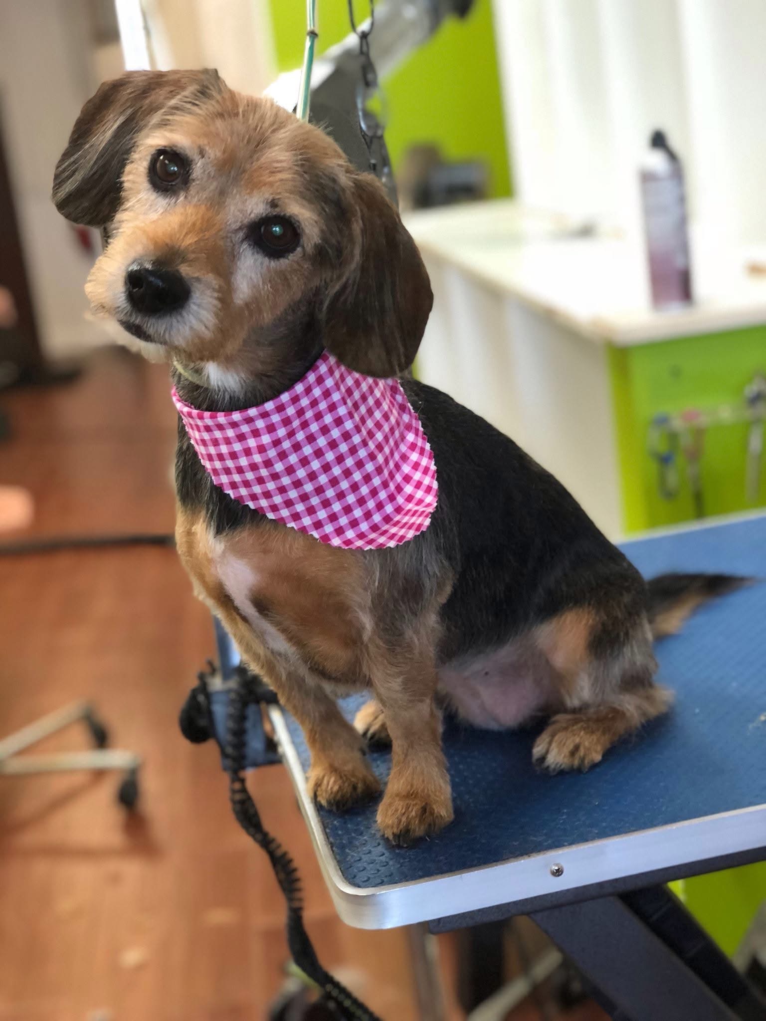 Help Cover Dixie’s End of Life Medical Bills campaign photo, 7 of 8