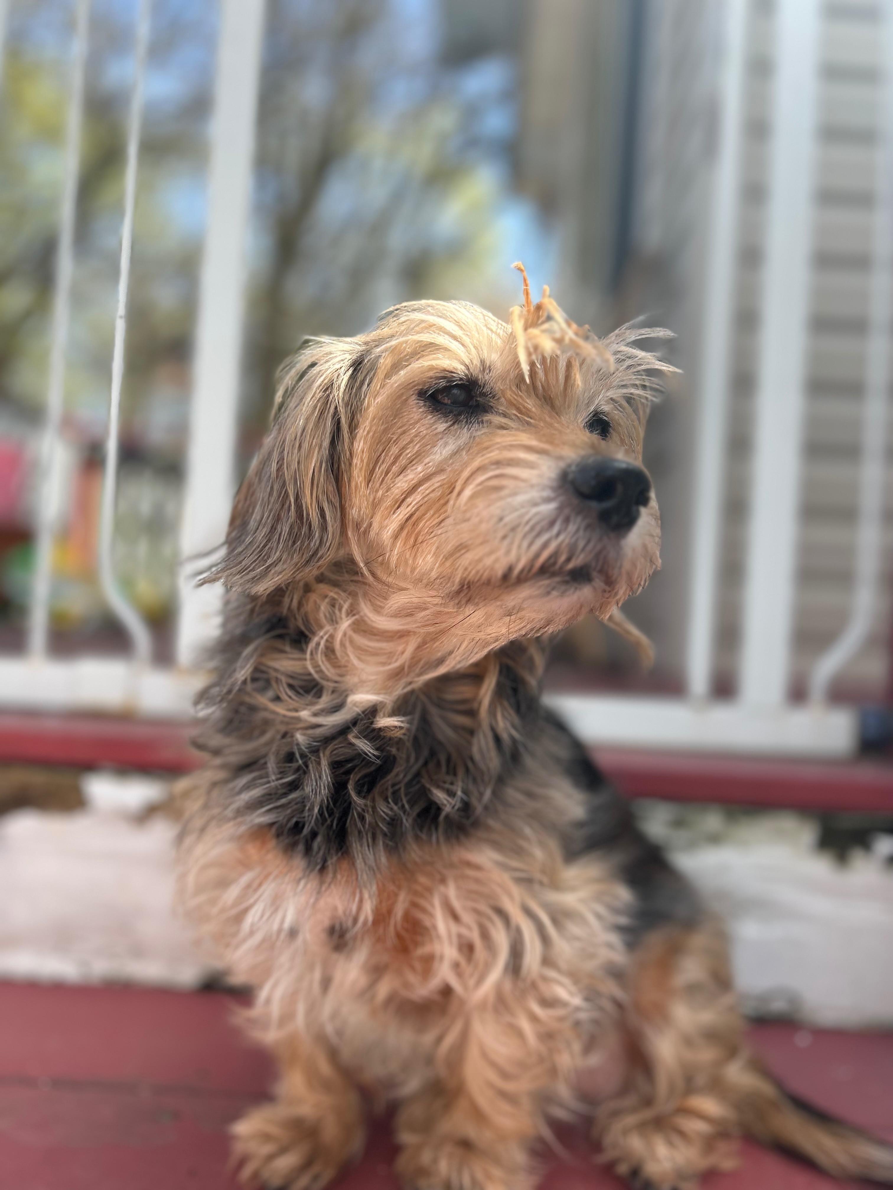 Help Cover Dixie’s End of Life Medical Bills campaign photo, 4 of 8