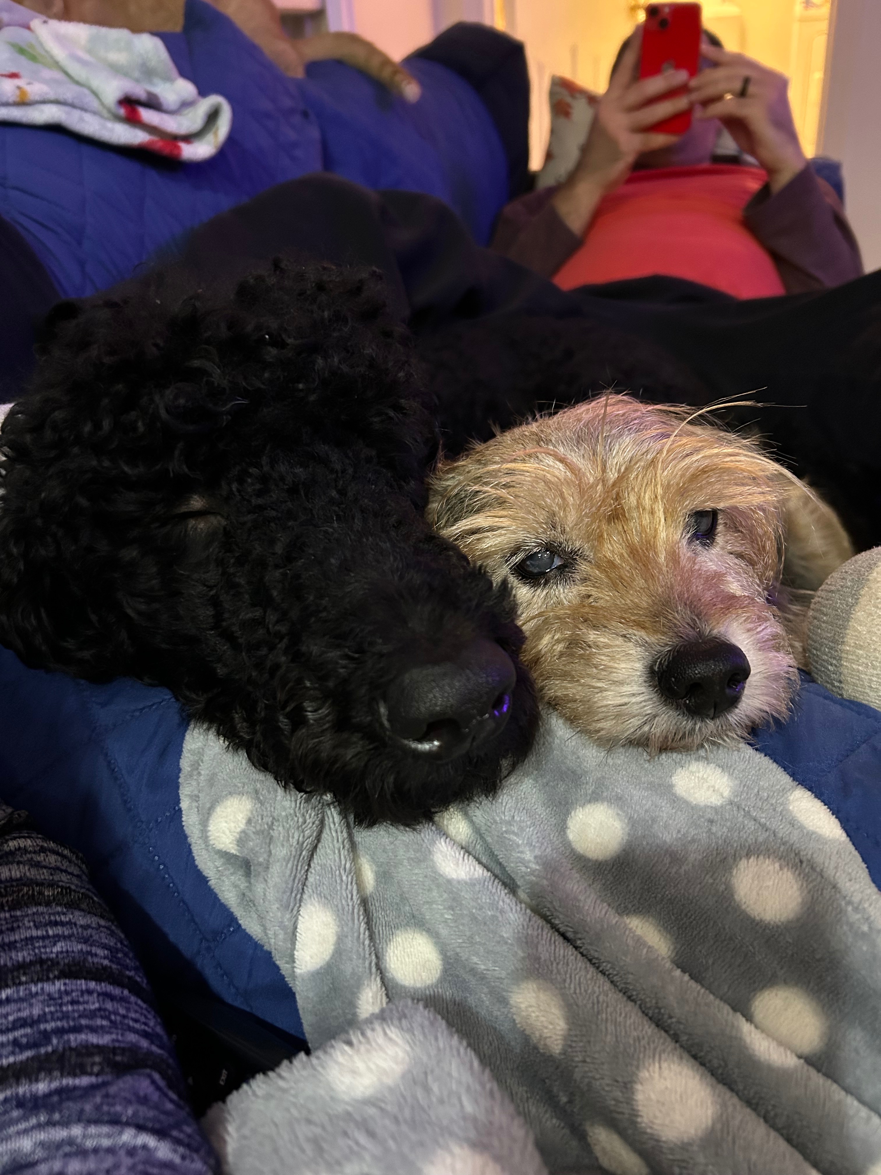 Help Cover Dixie’s End of Life Medical Bills campaign photo, 5 of 8
