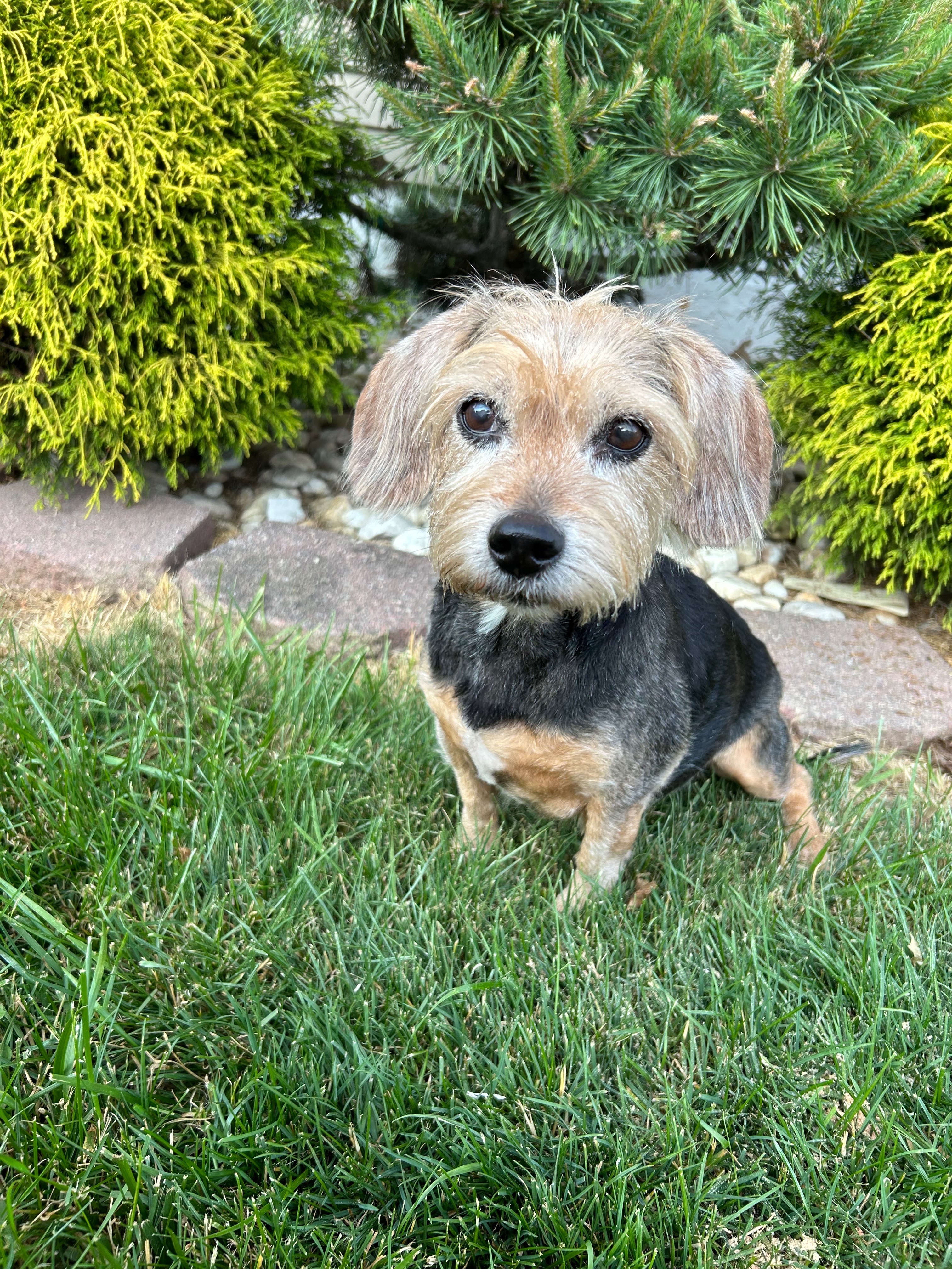 Help Cover Dixie’s End of Life Medical Bills campaign photo, 6 of 8