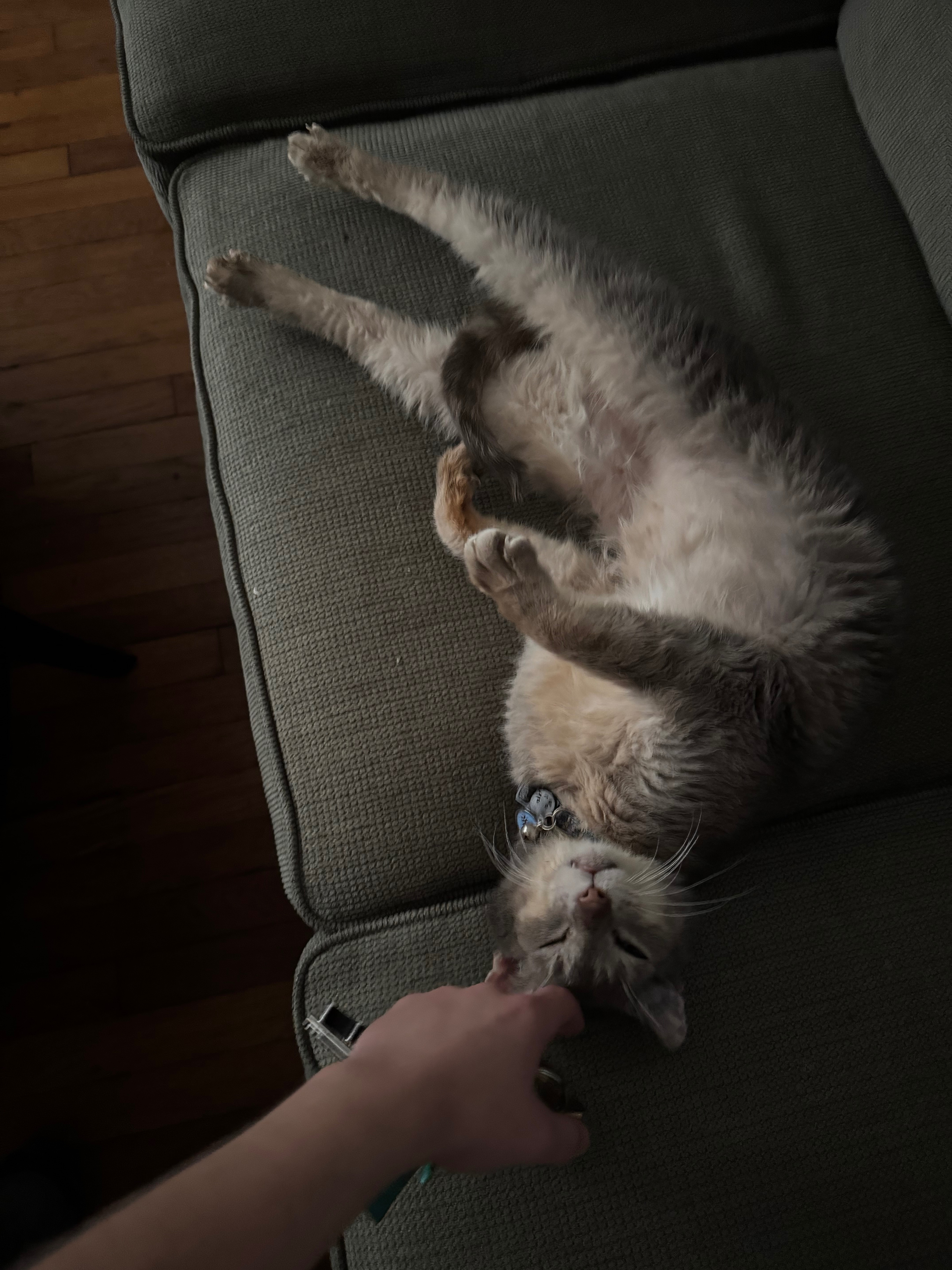 URGENT Help fund treatment for Chris campaign photo, 2 of 8