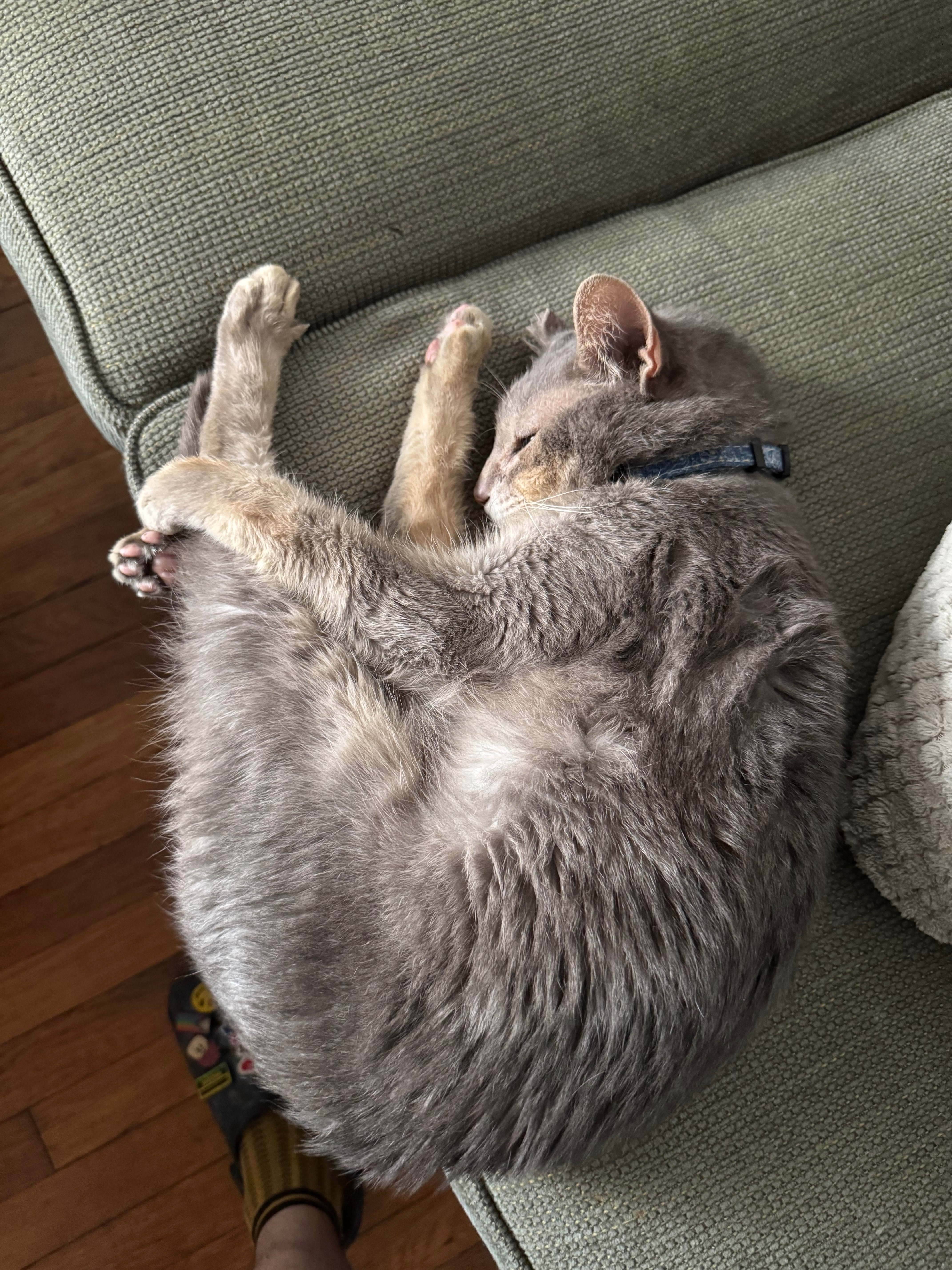 URGENT Help fund treatment for Chris campaign photo, 4 of 8