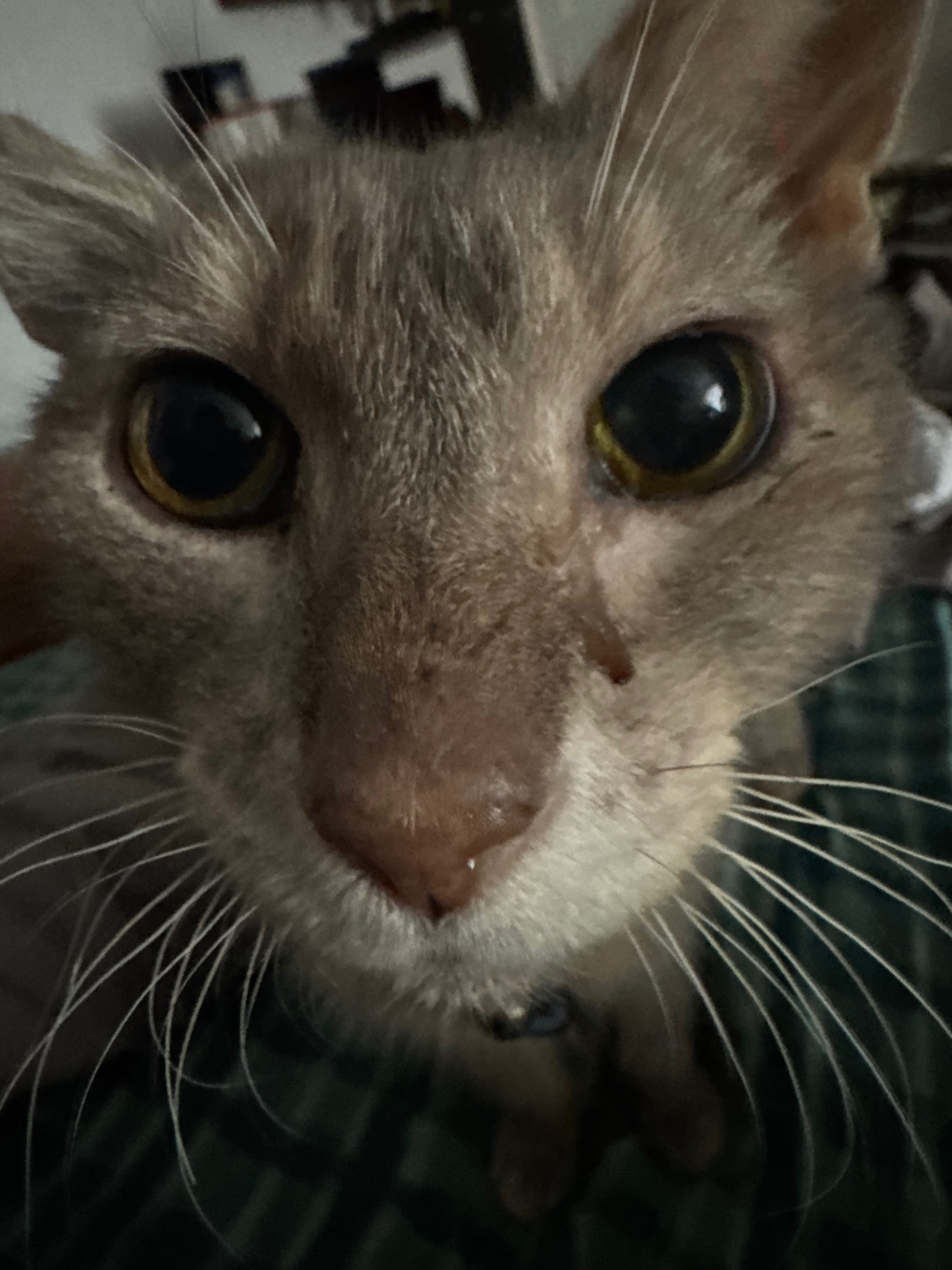 URGENT Help fund treatment for Chris campaign photo, 6 of 8