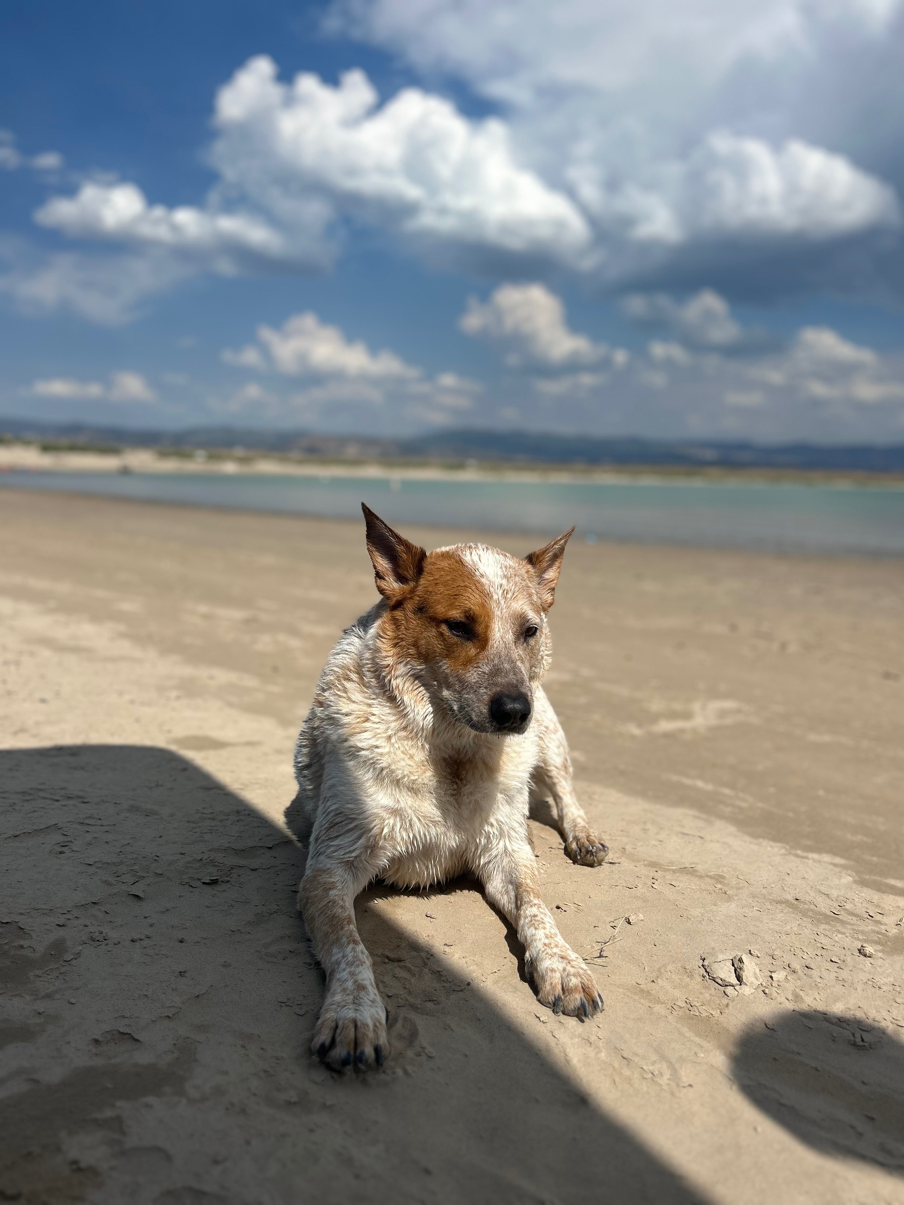 Help save Slash - Urgent vet care needed campaign photo, 7 of 7