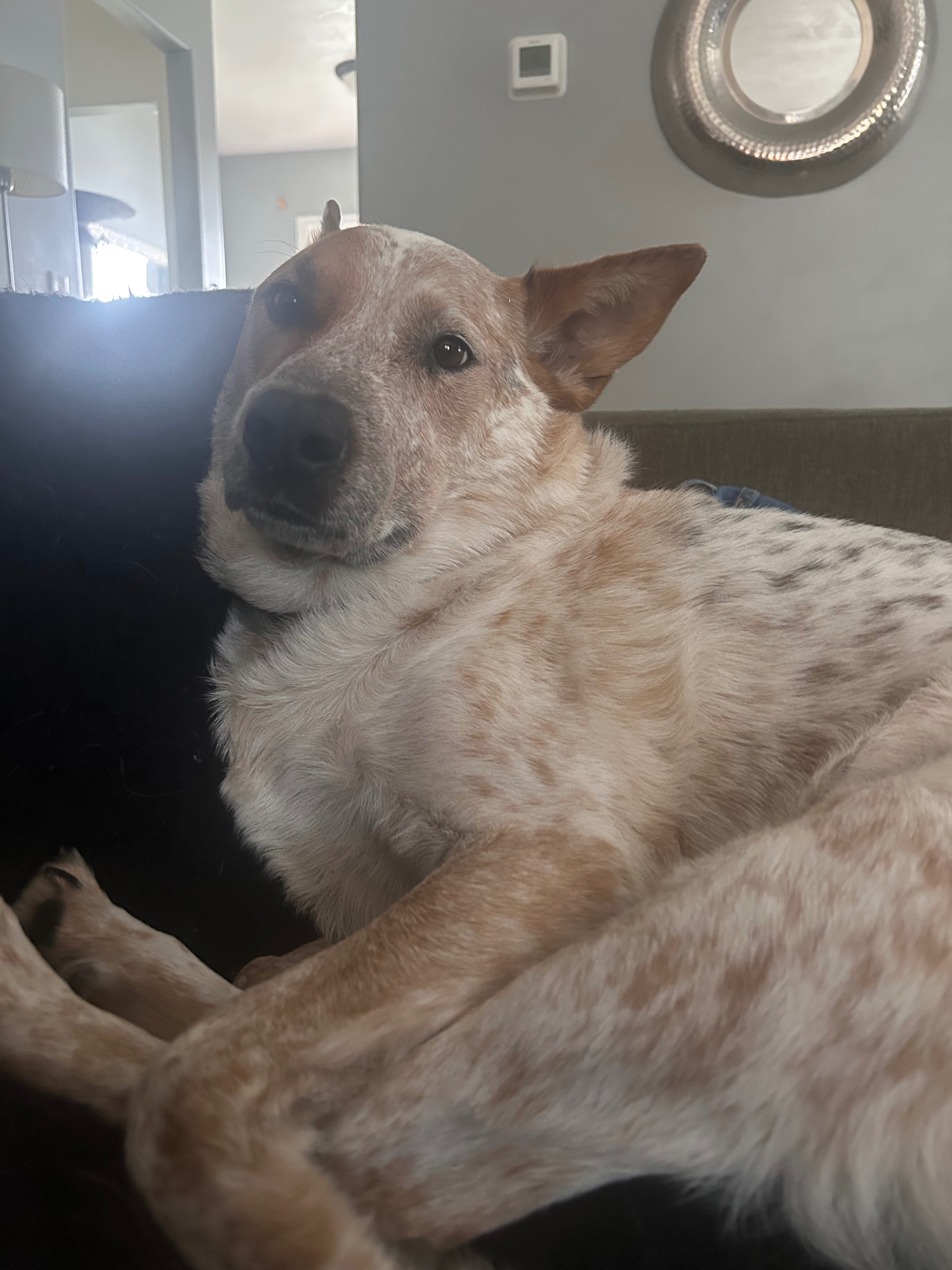 Help save Slash - Urgent vet care needed campaign photo, 2 of 7