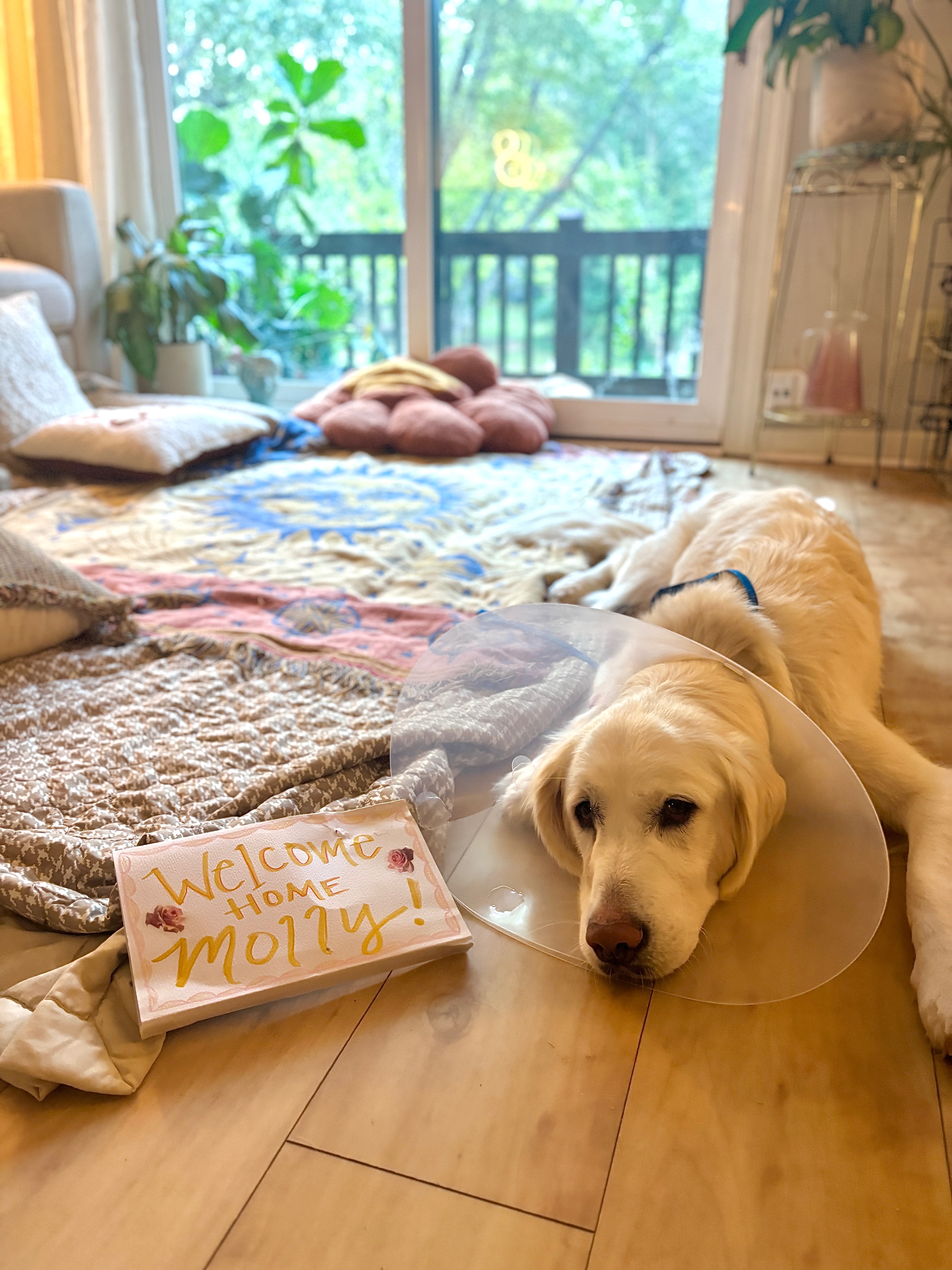 Molly’s Emergency Surgery Fund campaign photo, 7 of 8