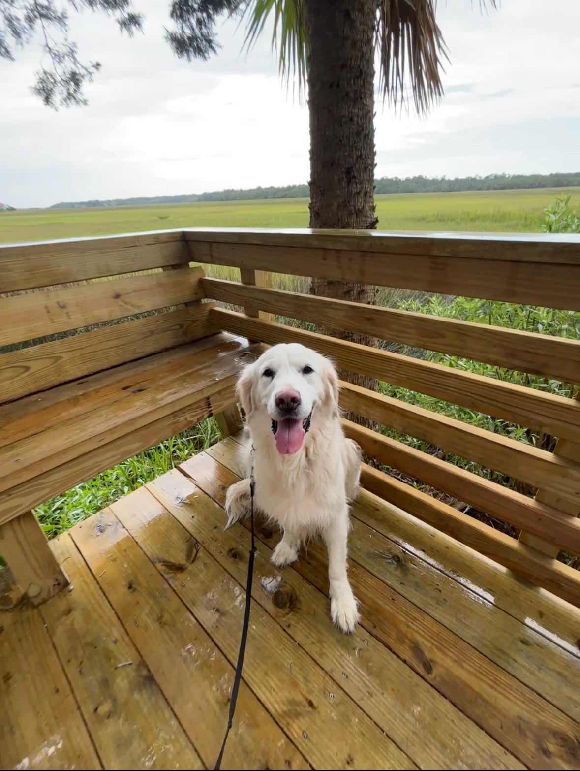 Molly’s Emergency Surgery Fund campaign photo, 5 of 8